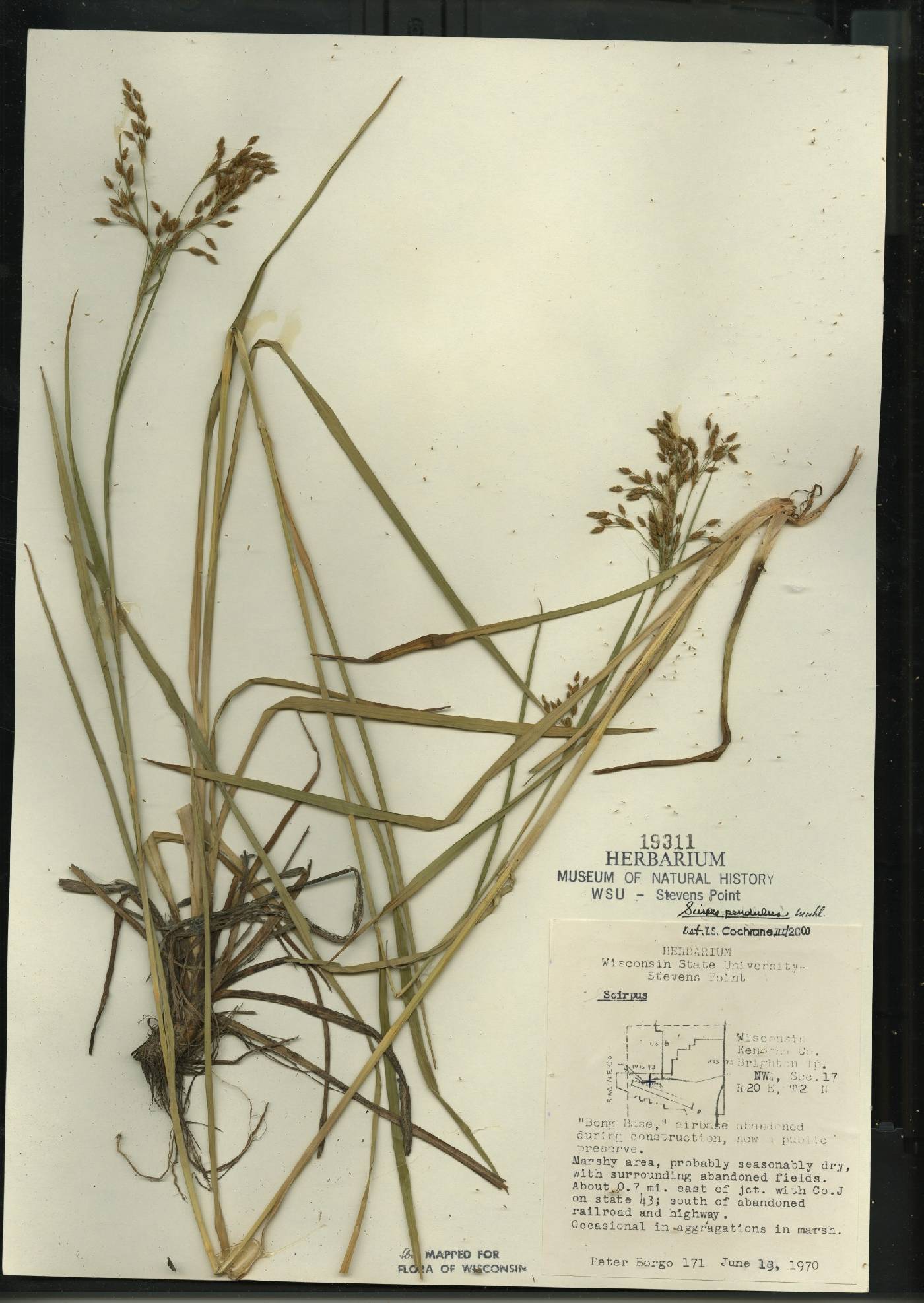 Scirpus pendulus image