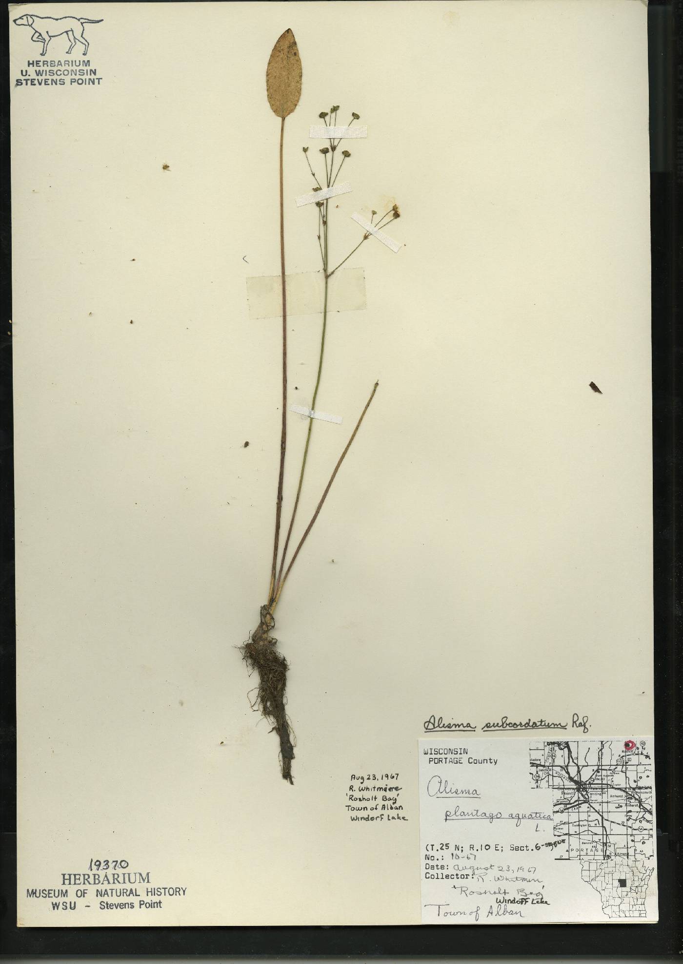 Alisma subcordatum image