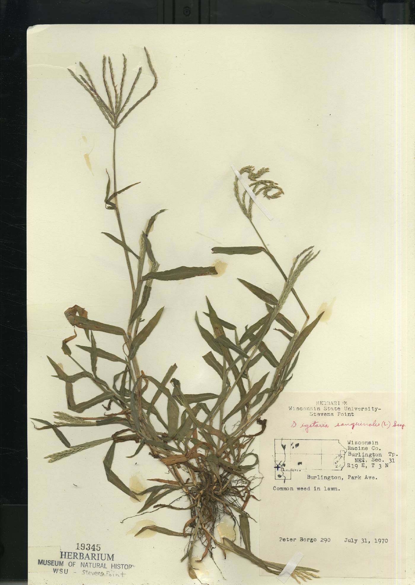 Digitaria sanguinalis image
