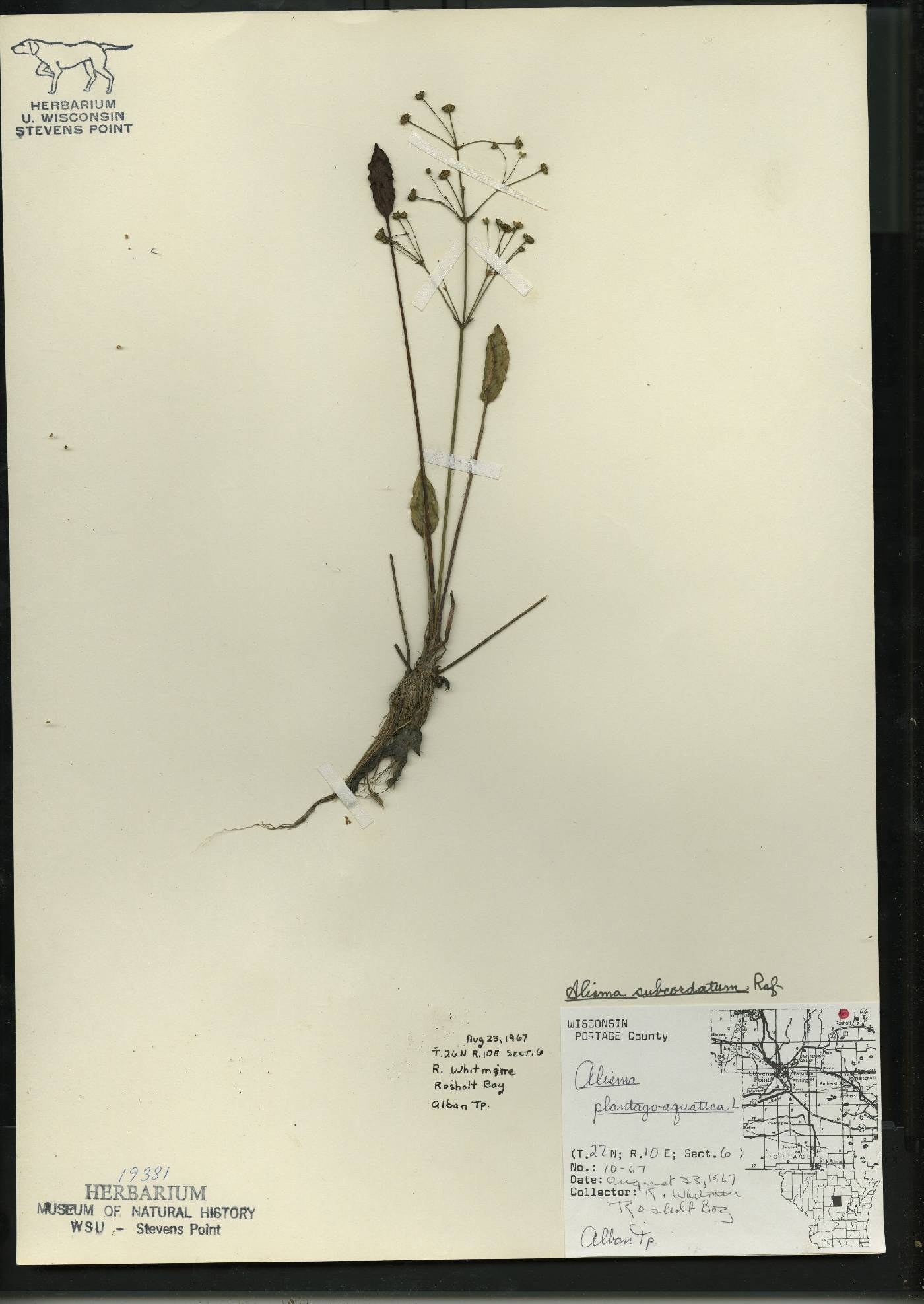 Alisma subcordatum image