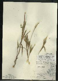 Image of Dichanthelium commonsianum var. euchlamydeum