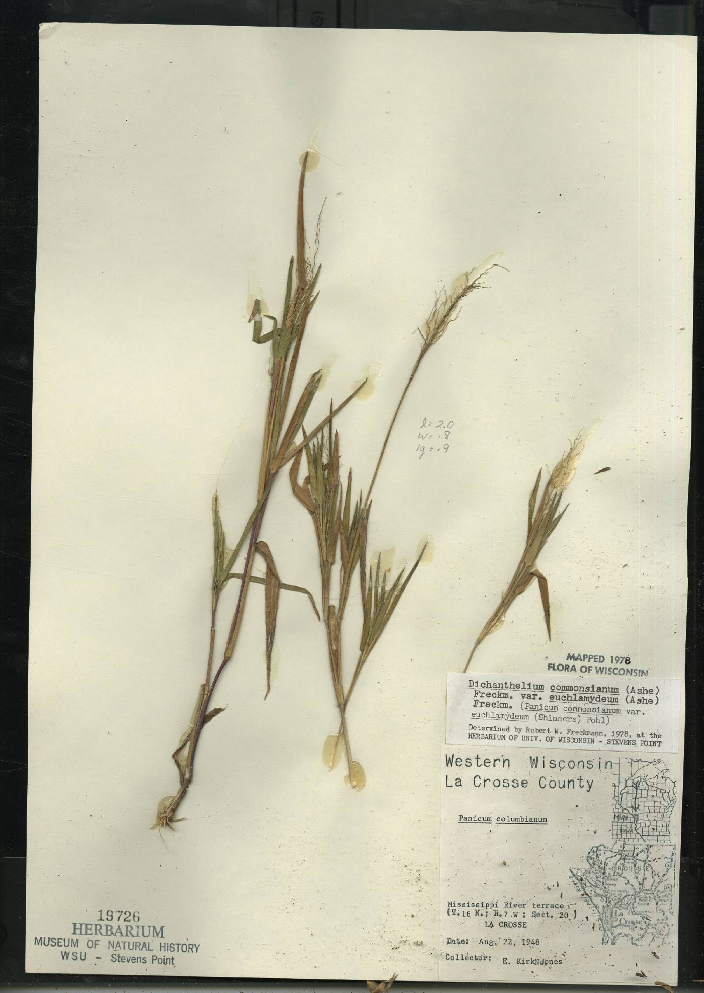 Dichanthelium commonsianum var. euchlamydeum image