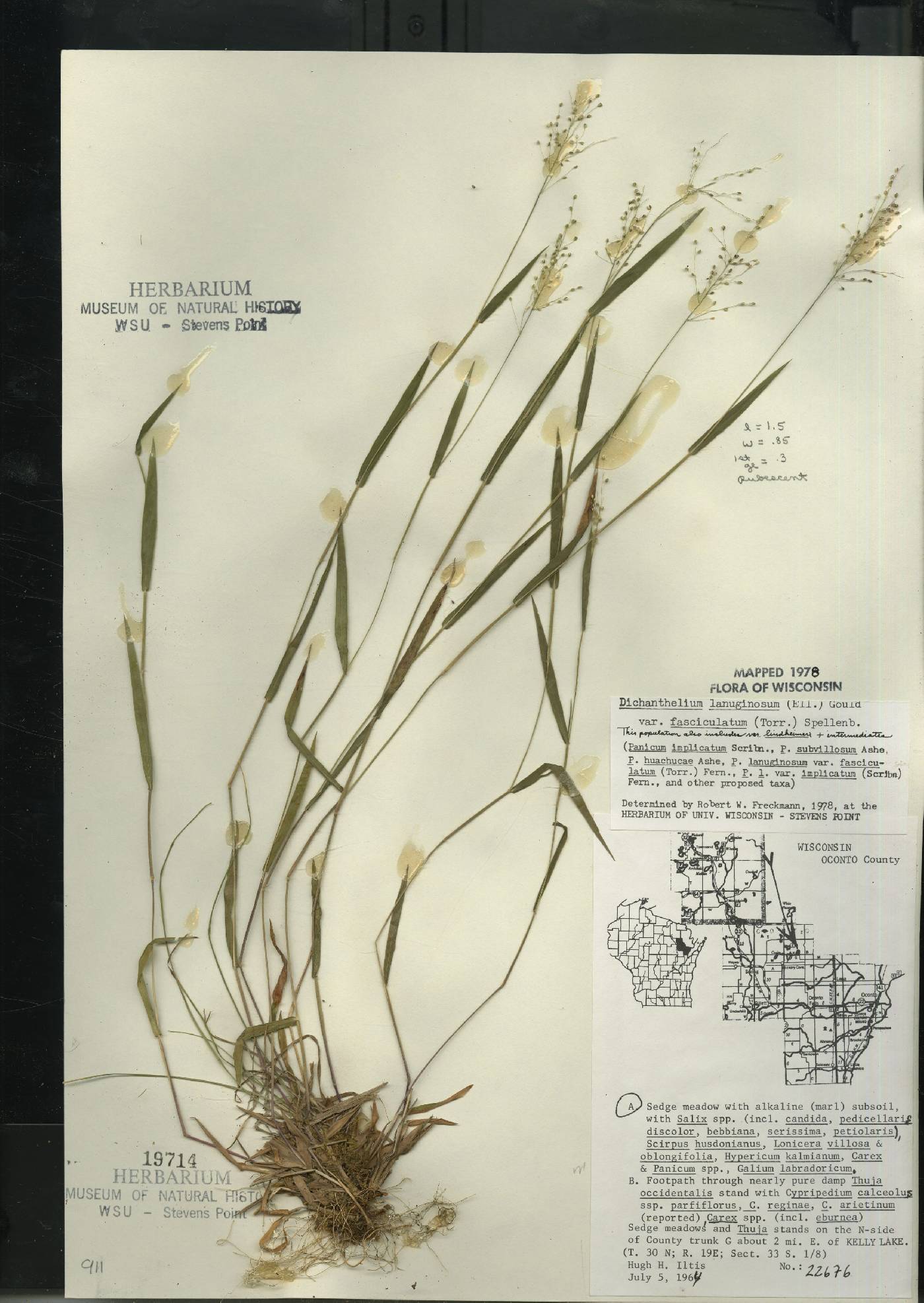 Dichanthelium acuminatum var. lindheimeri image