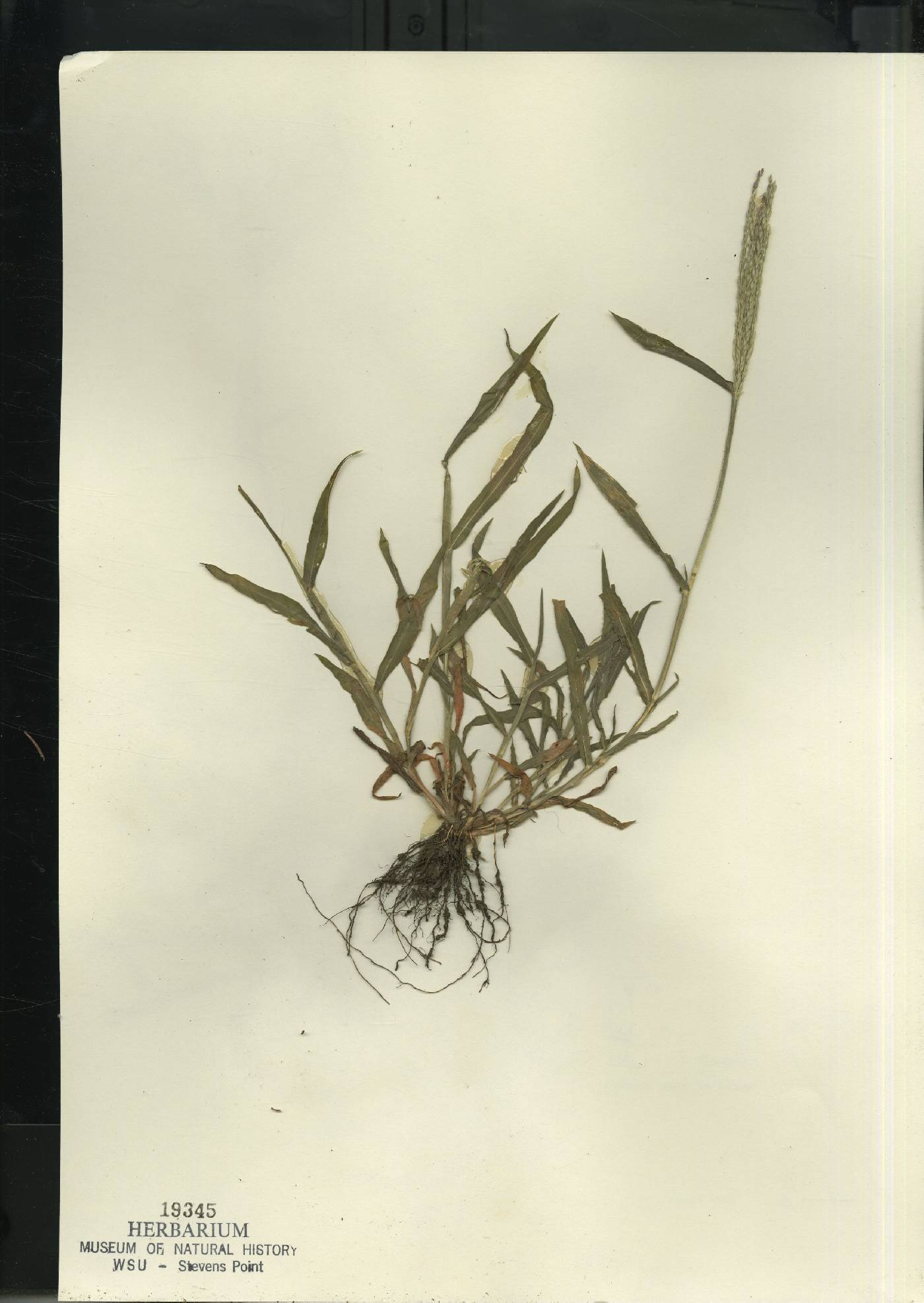 Digitaria sanguinalis image
