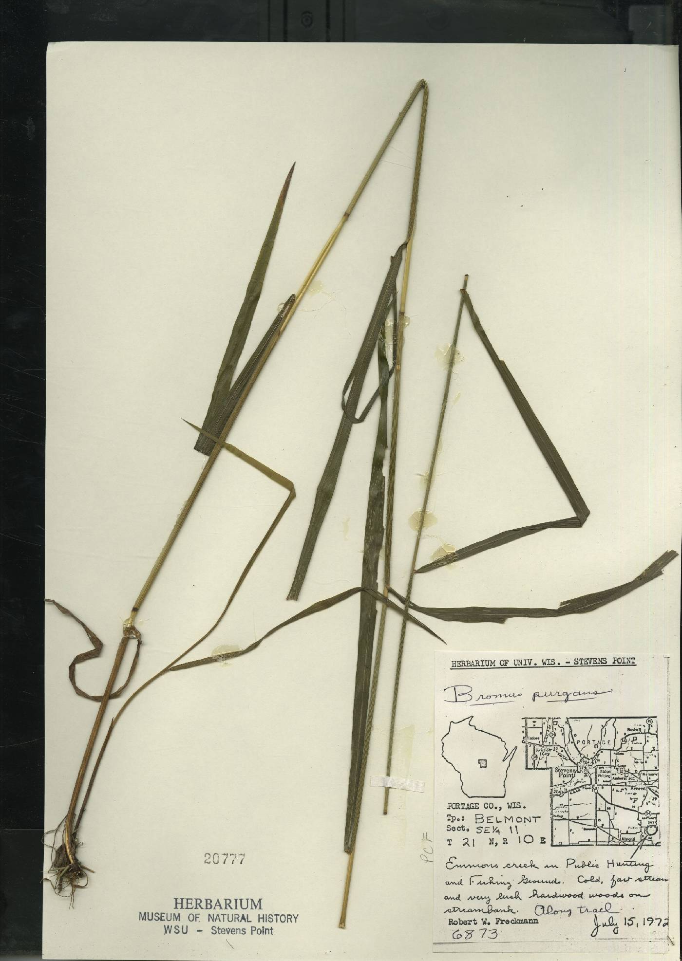 Bromus pubescens image