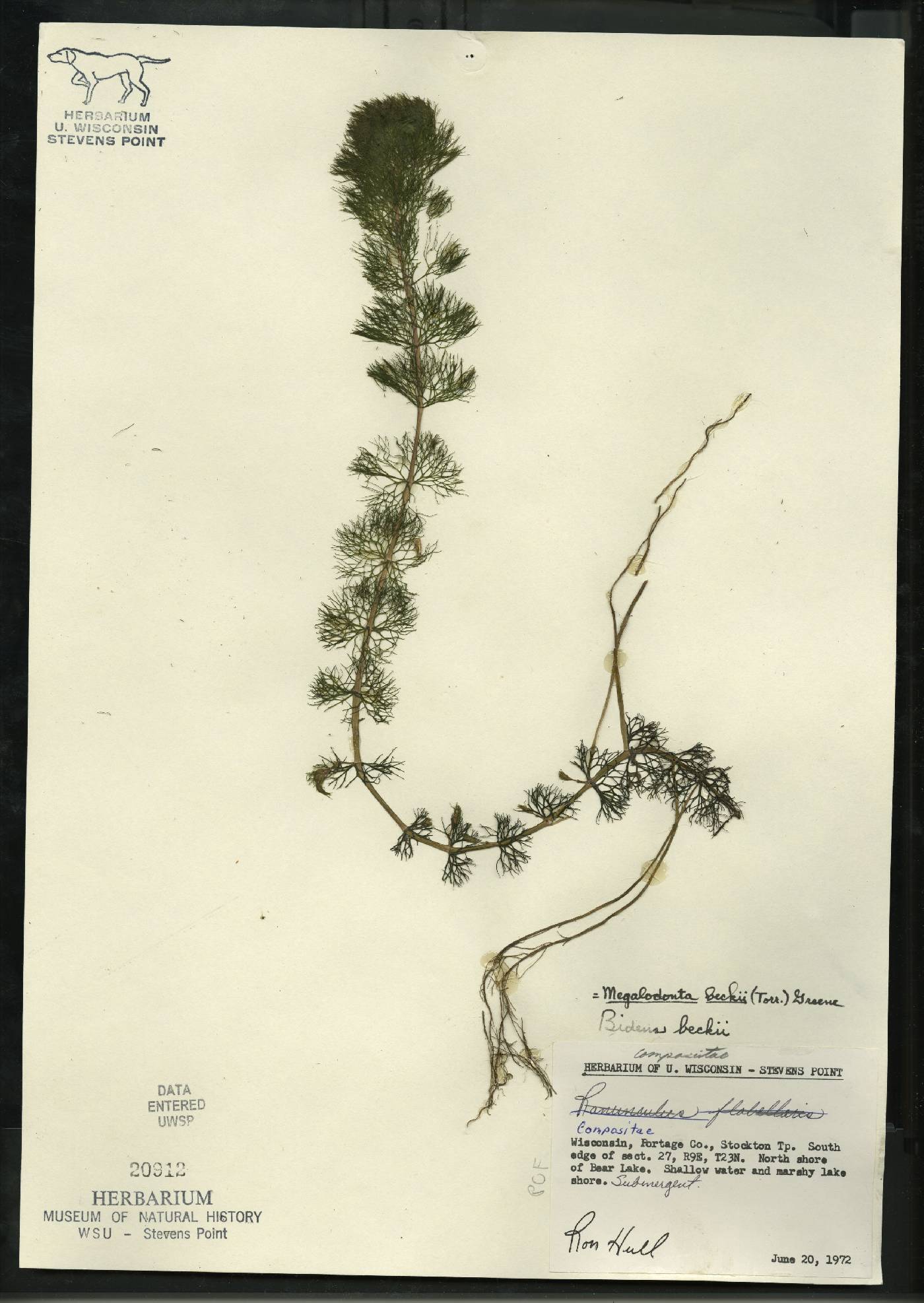 Bidens beckii image