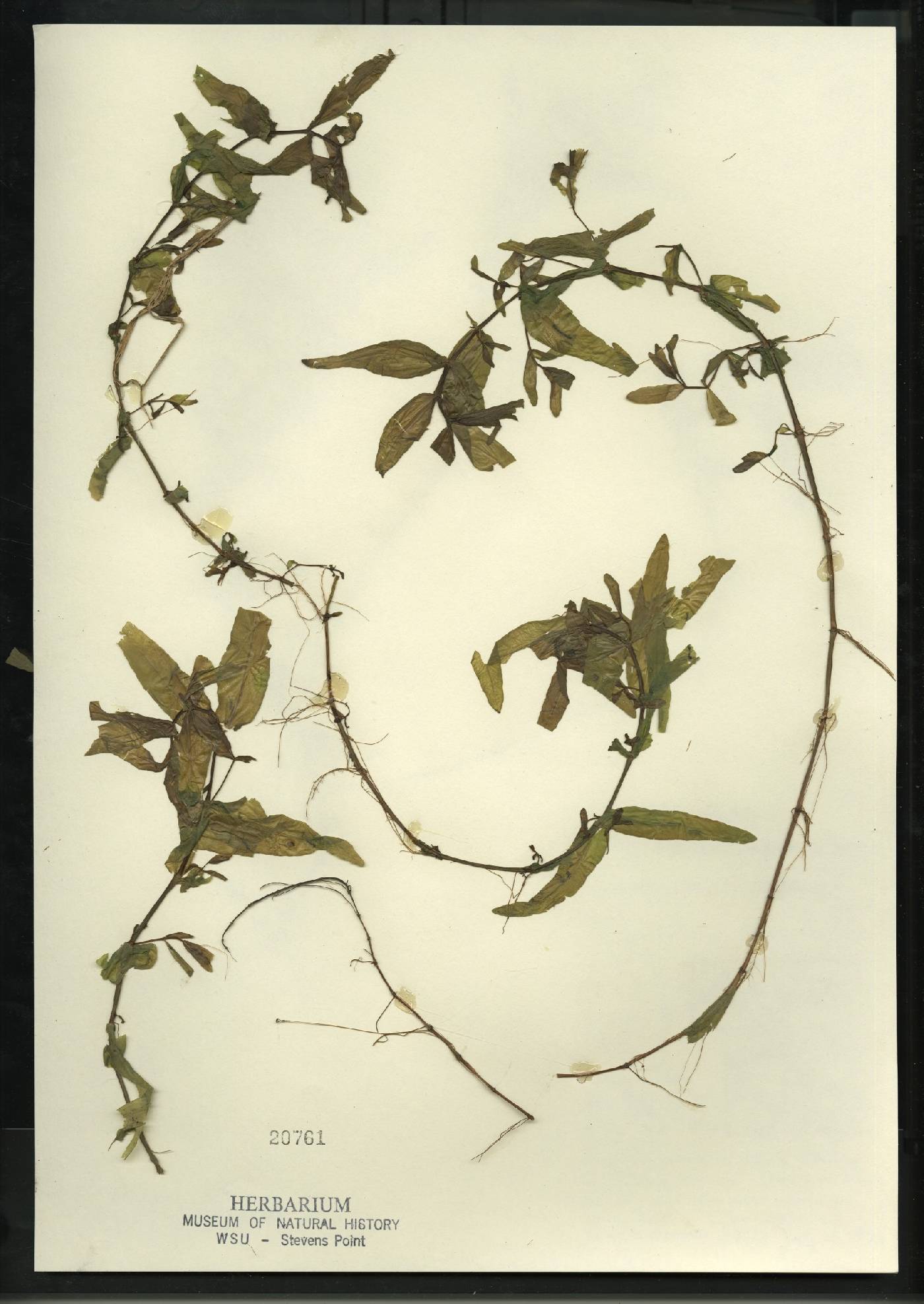 Veronica anagallis-aquatica image