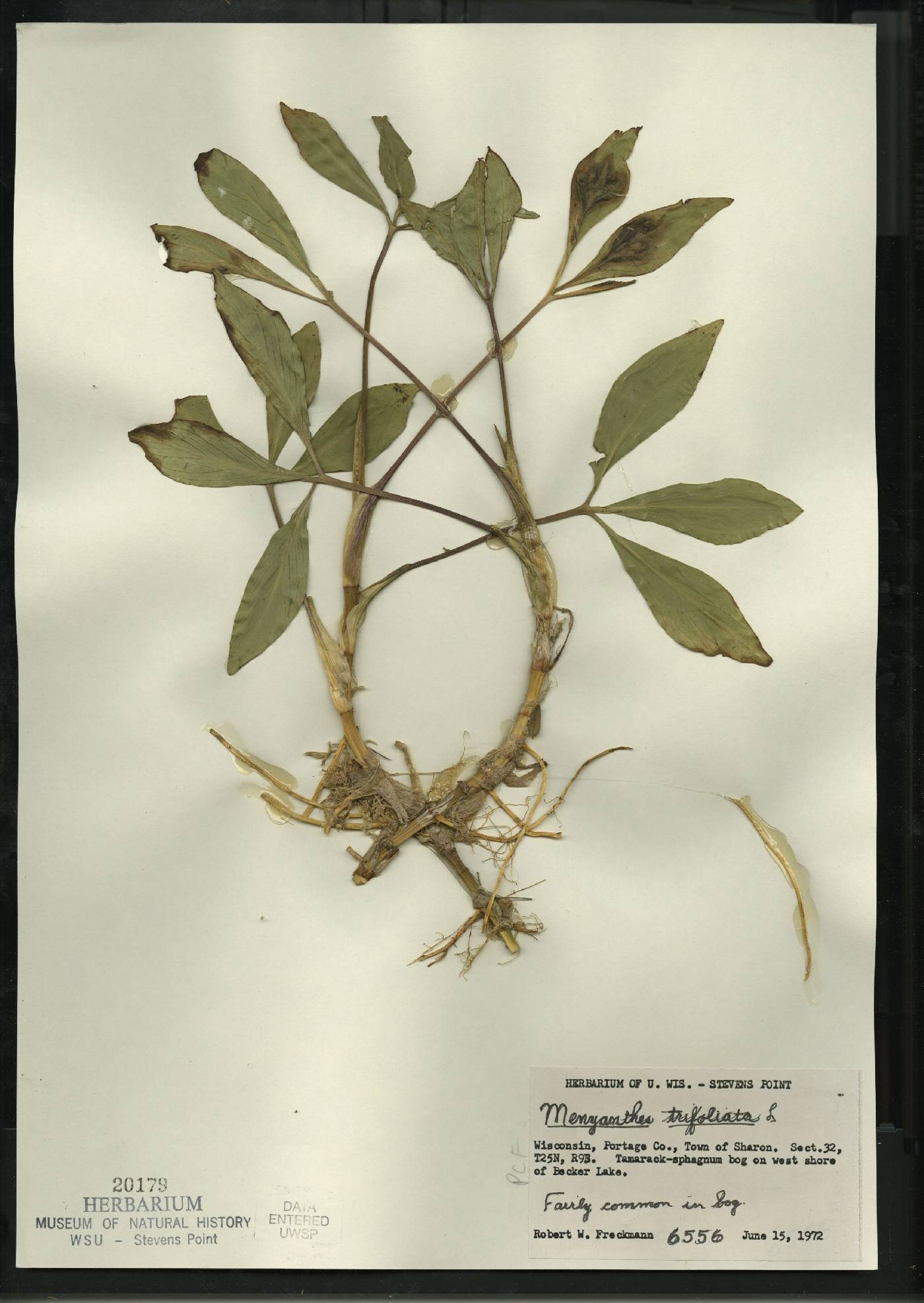 Menyanthes trifoliata image