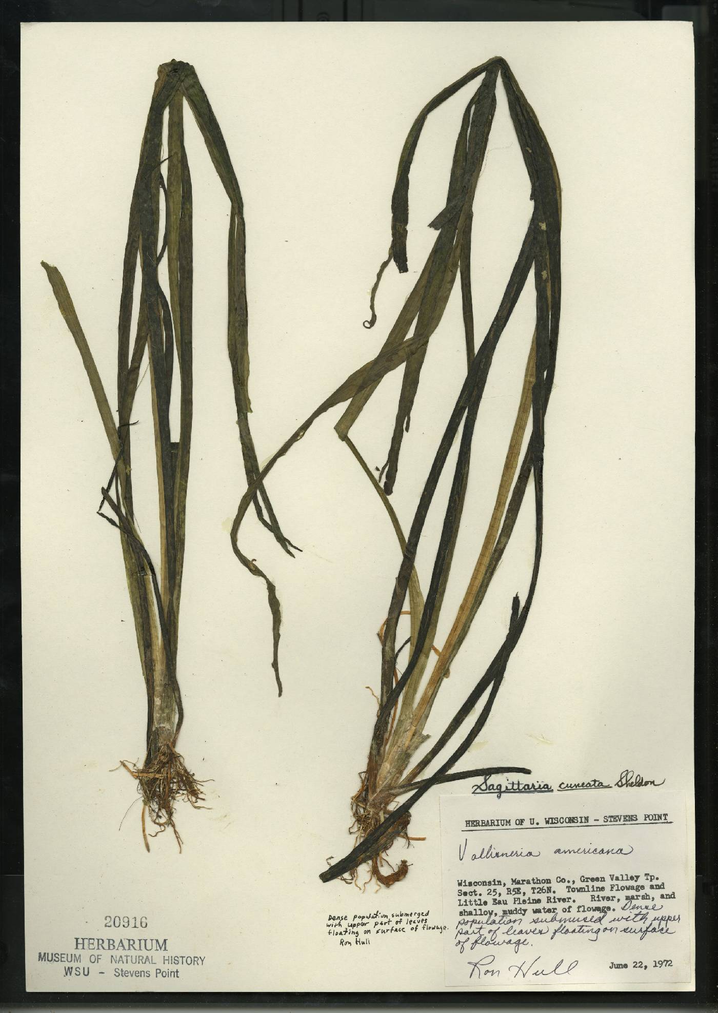 Sagittaria cuneata image