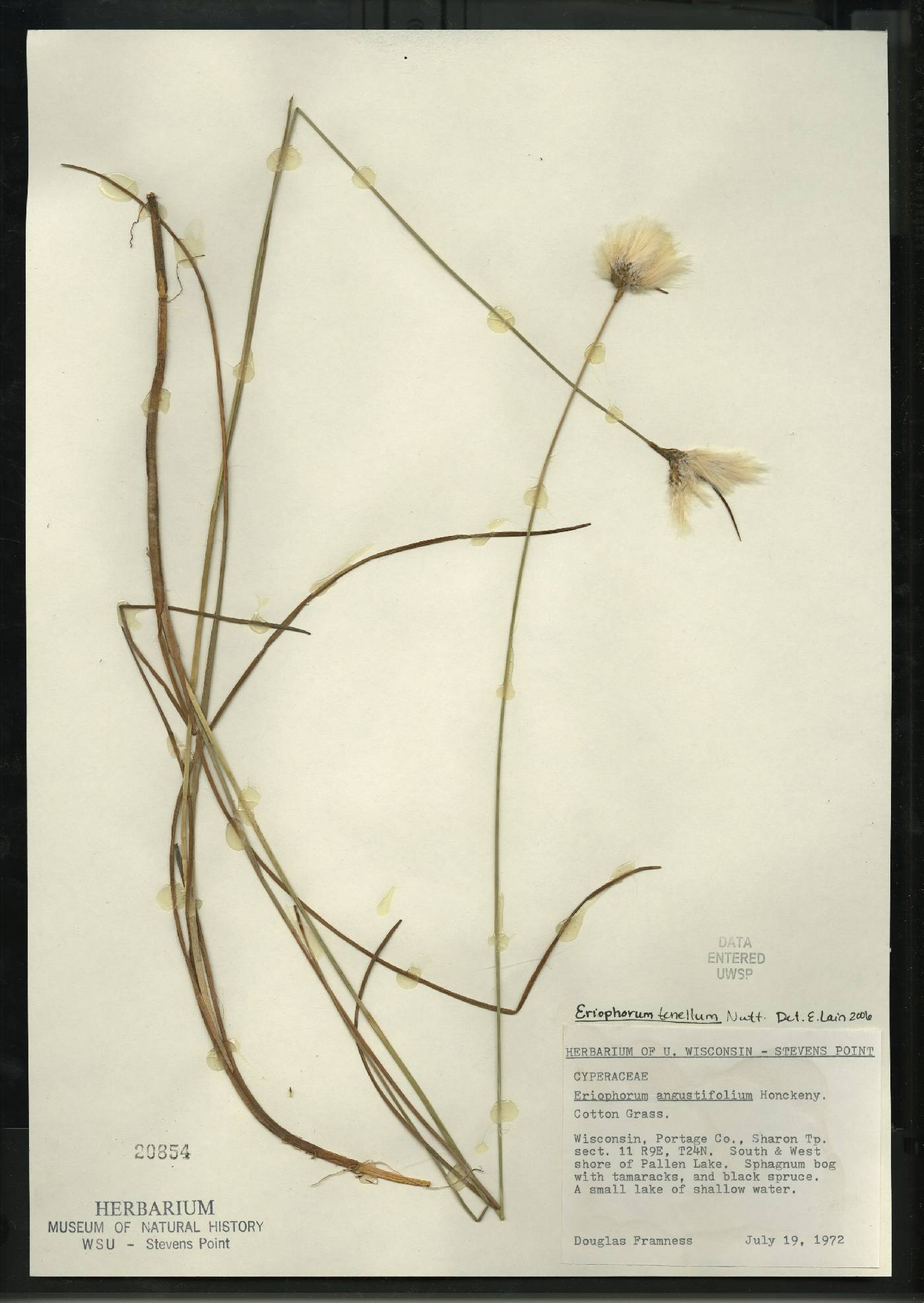 Eriophorum tenellum image