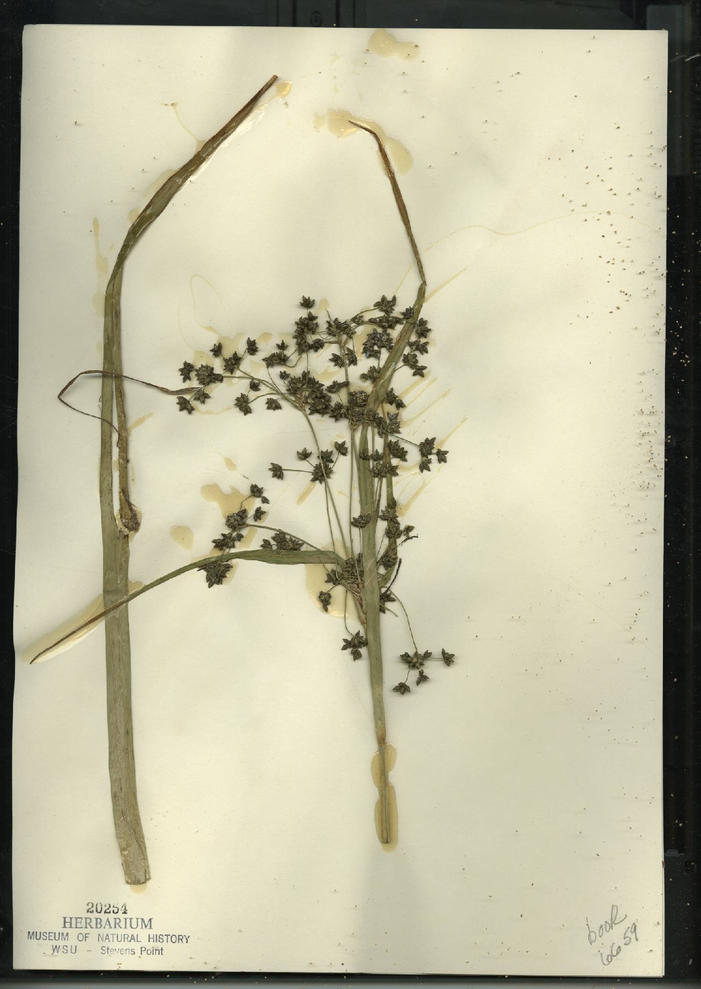 Scirpus microcarpus image