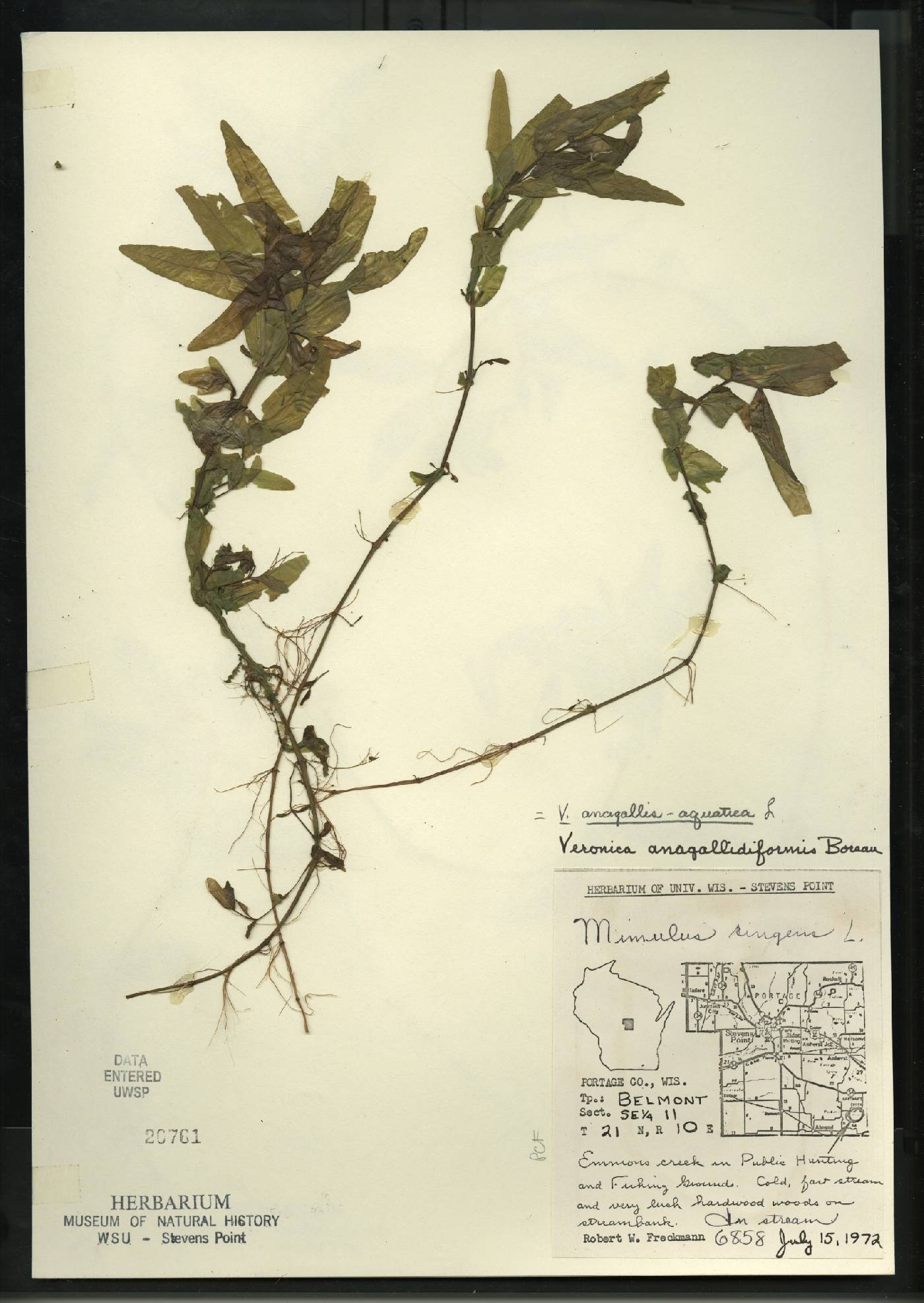 Veronica anagallis-aquatica image