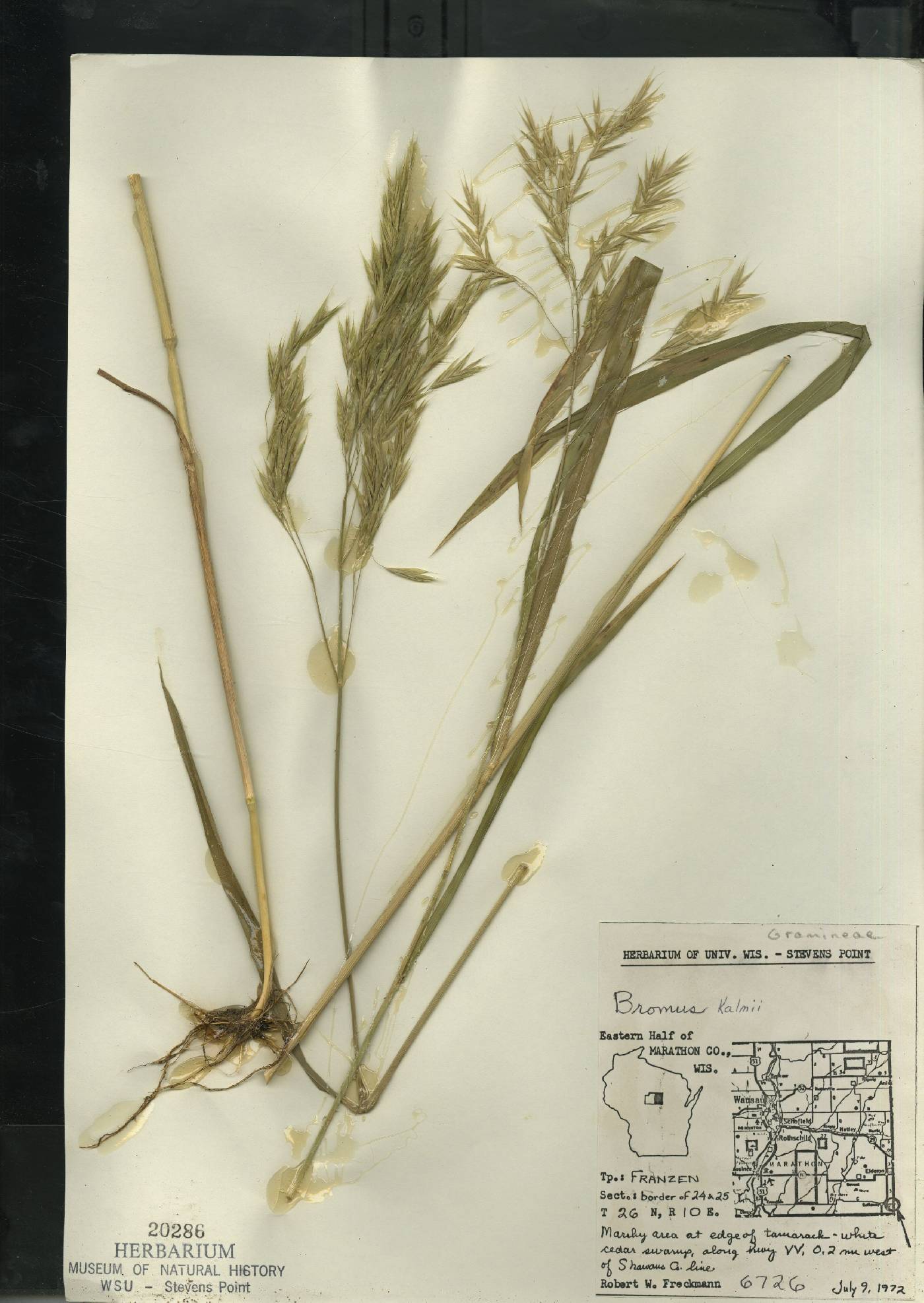 Bromus kalmii image