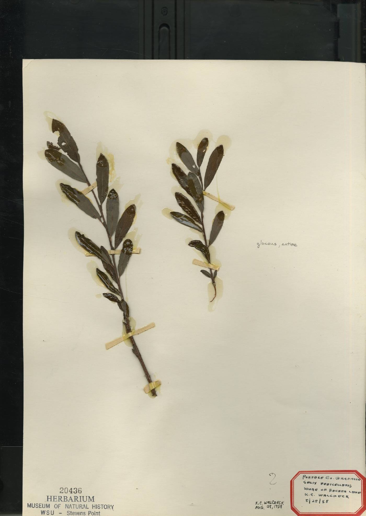 Salix pedicellaris image