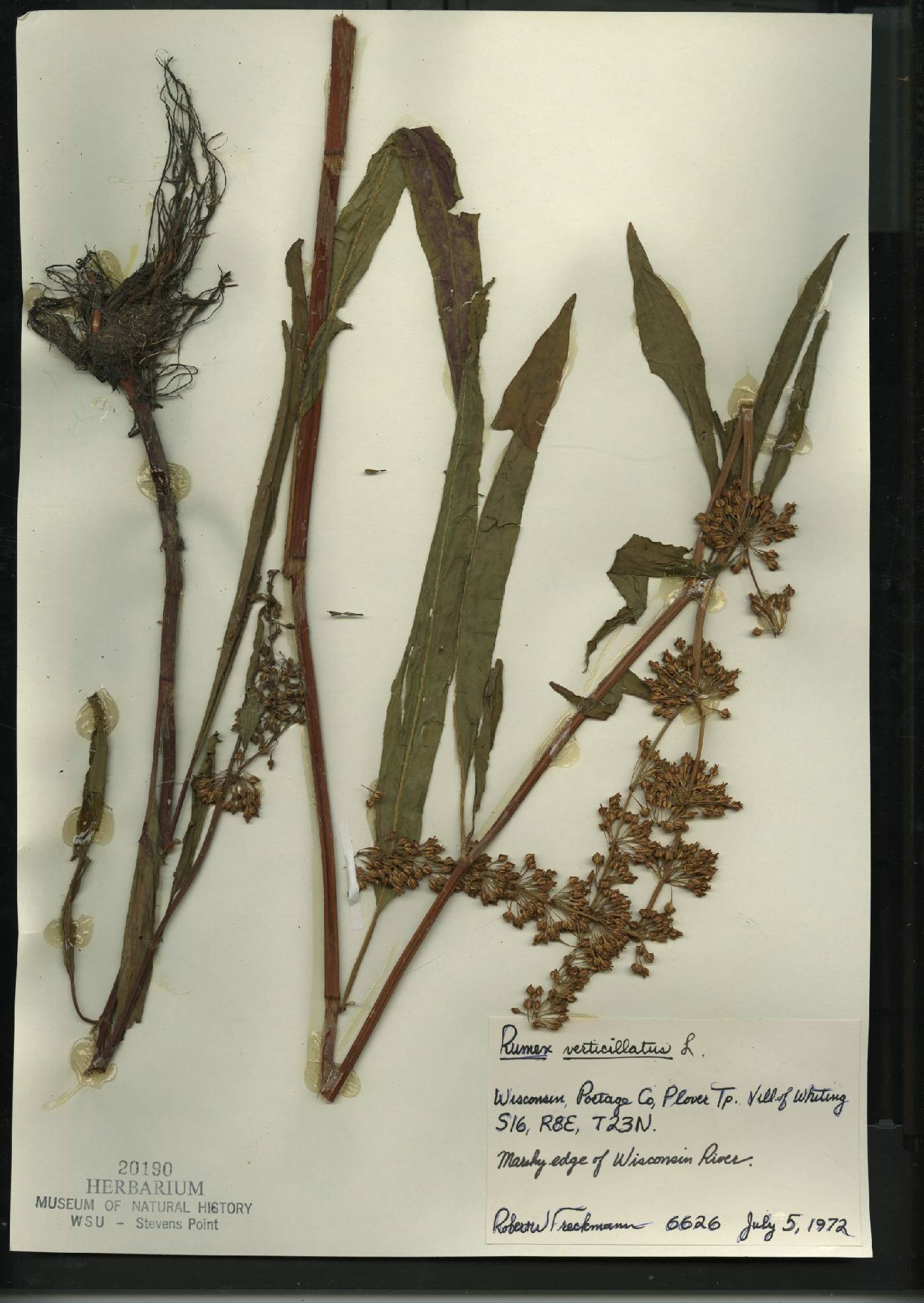 Rumex verticillatus image