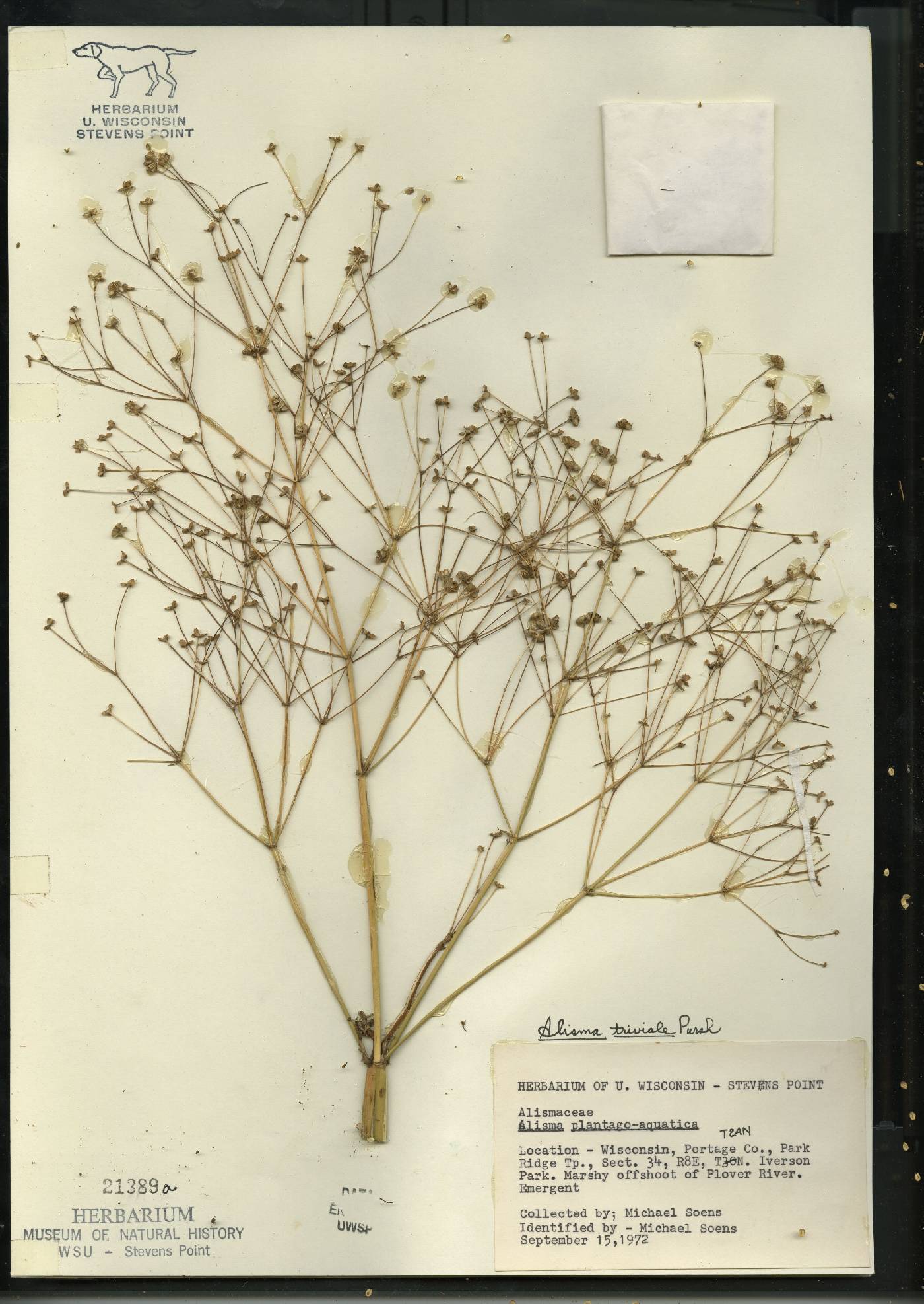 Alisma triviale image