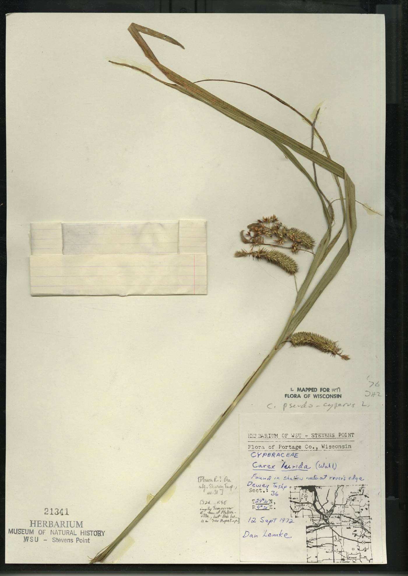 Carex pseudocyperus image