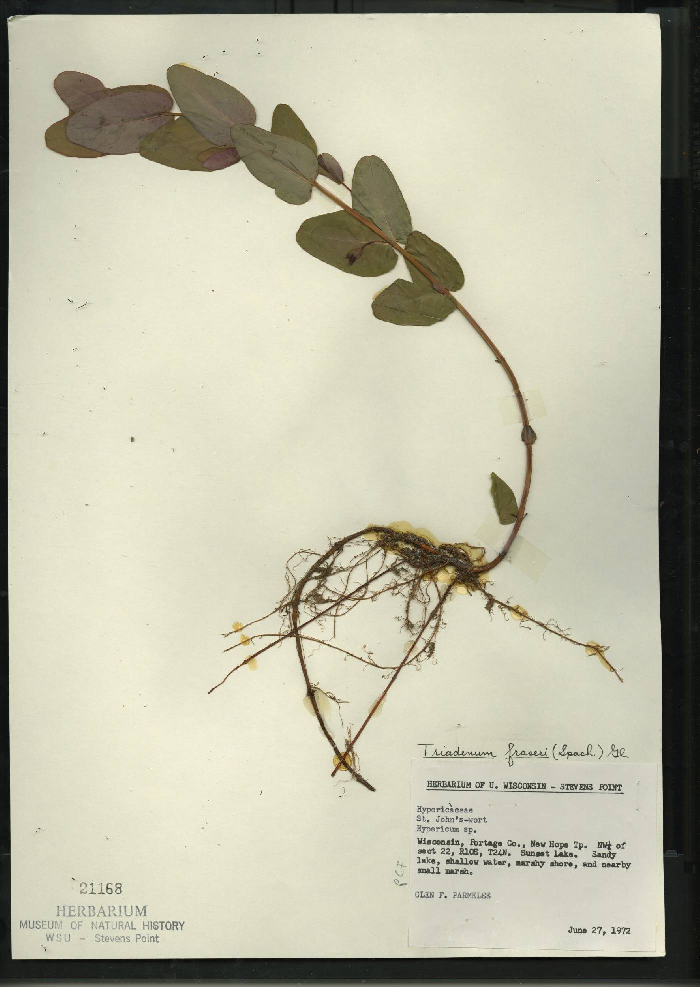Triadenum fraseri image