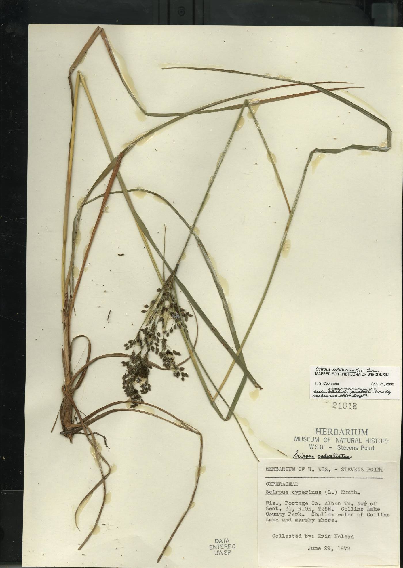 Scirpus atrocinctus image