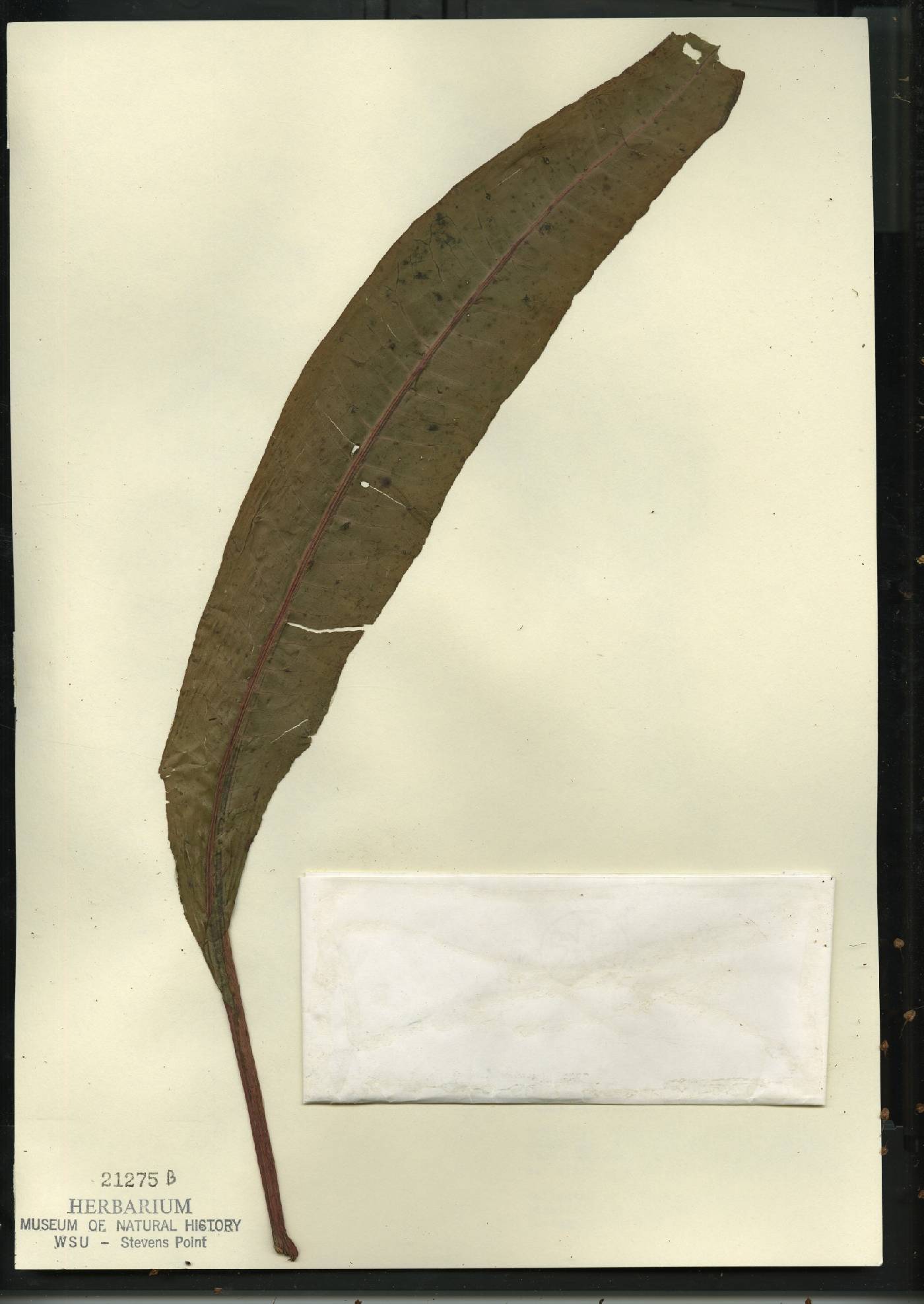 Rumex britannica image