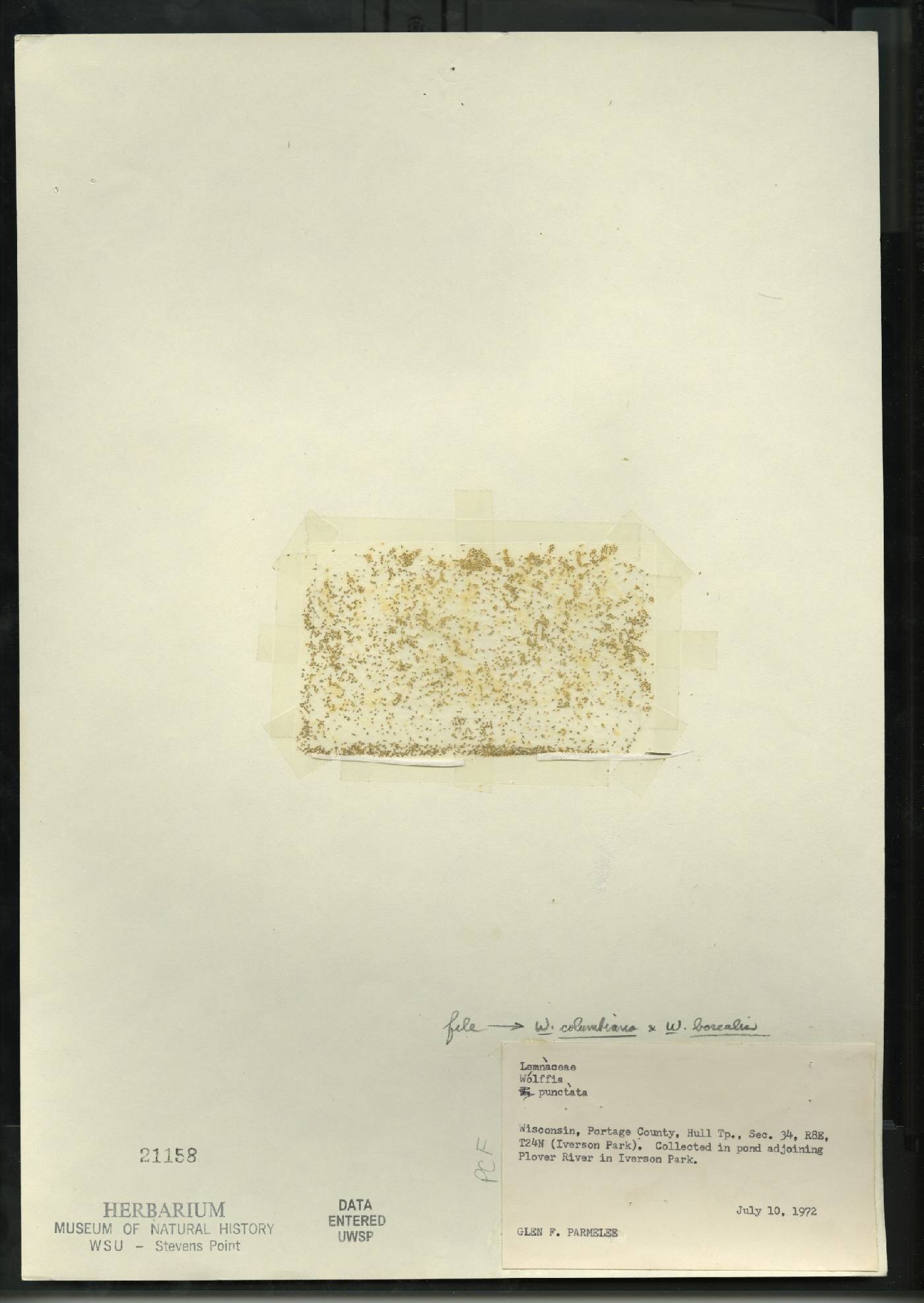 Wolffia columbiana image