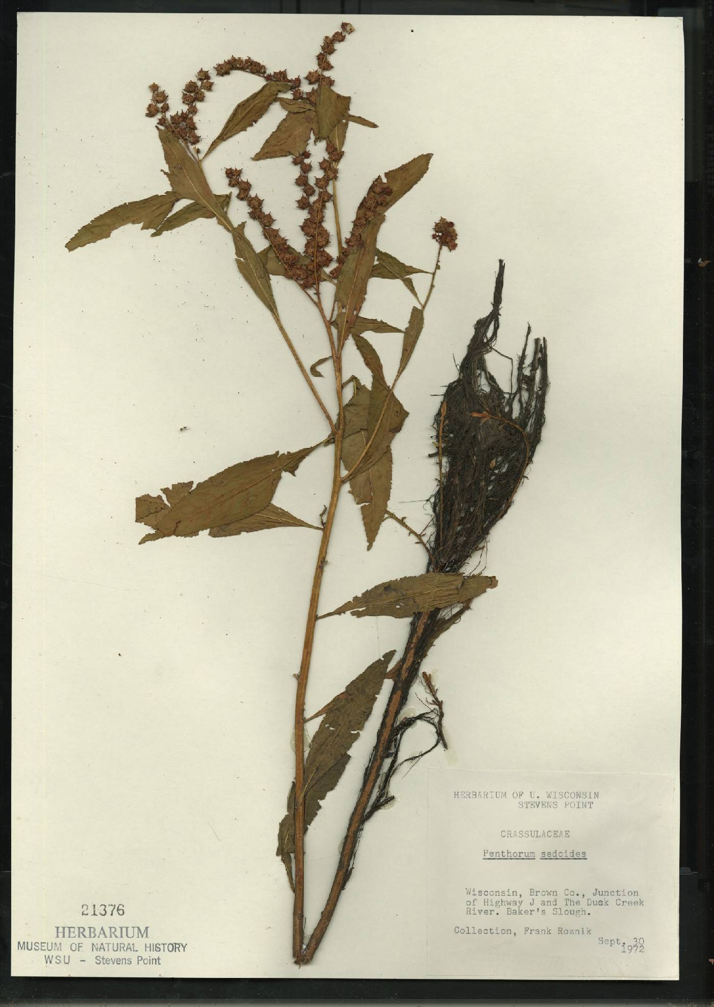 Penthorum sedoides image