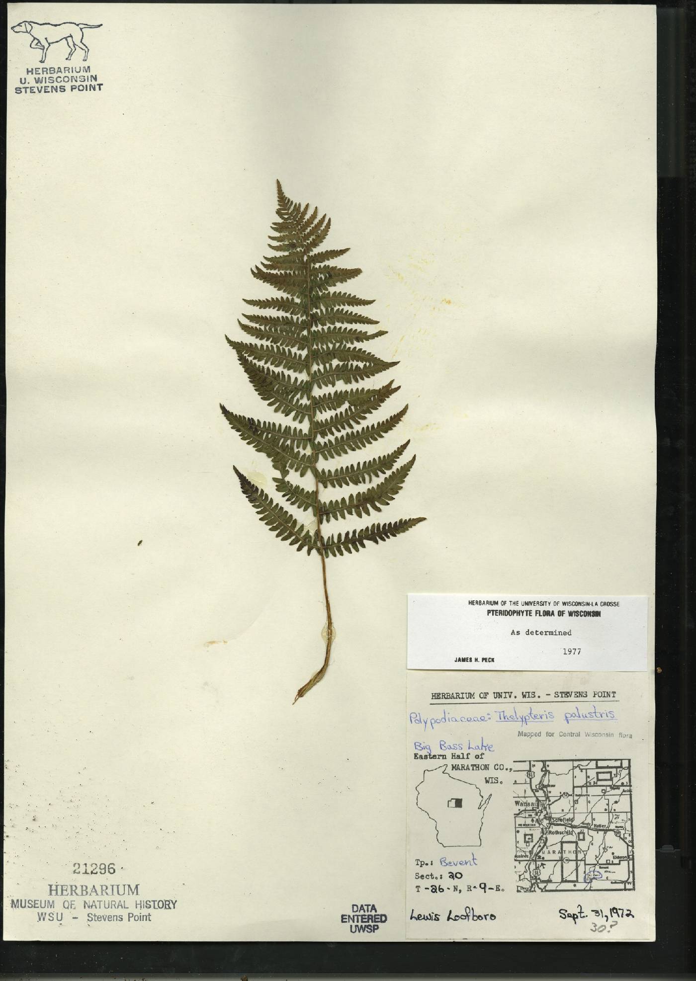 Thelypteris palustris var. pubescens image