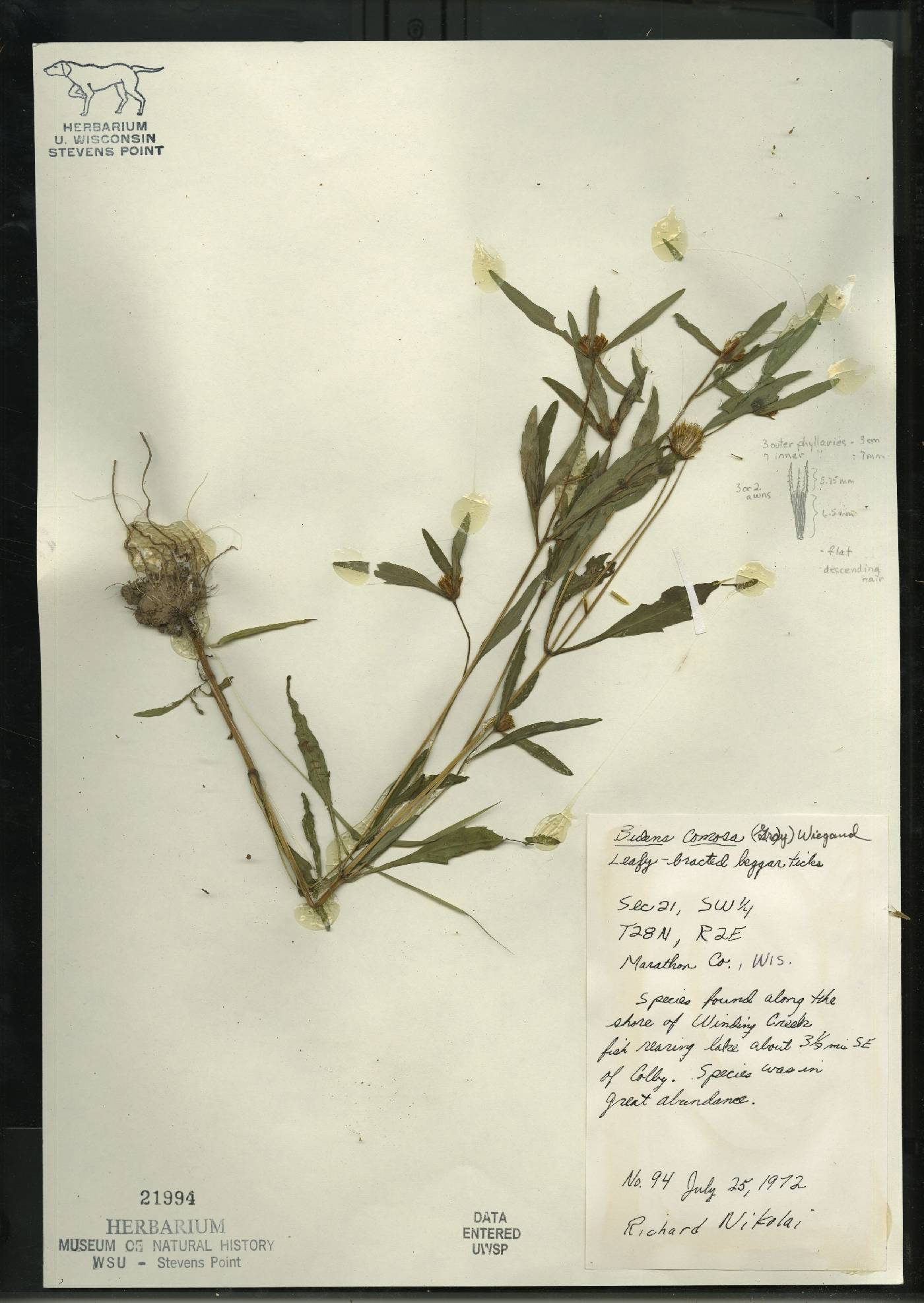 Bidens tripartita image