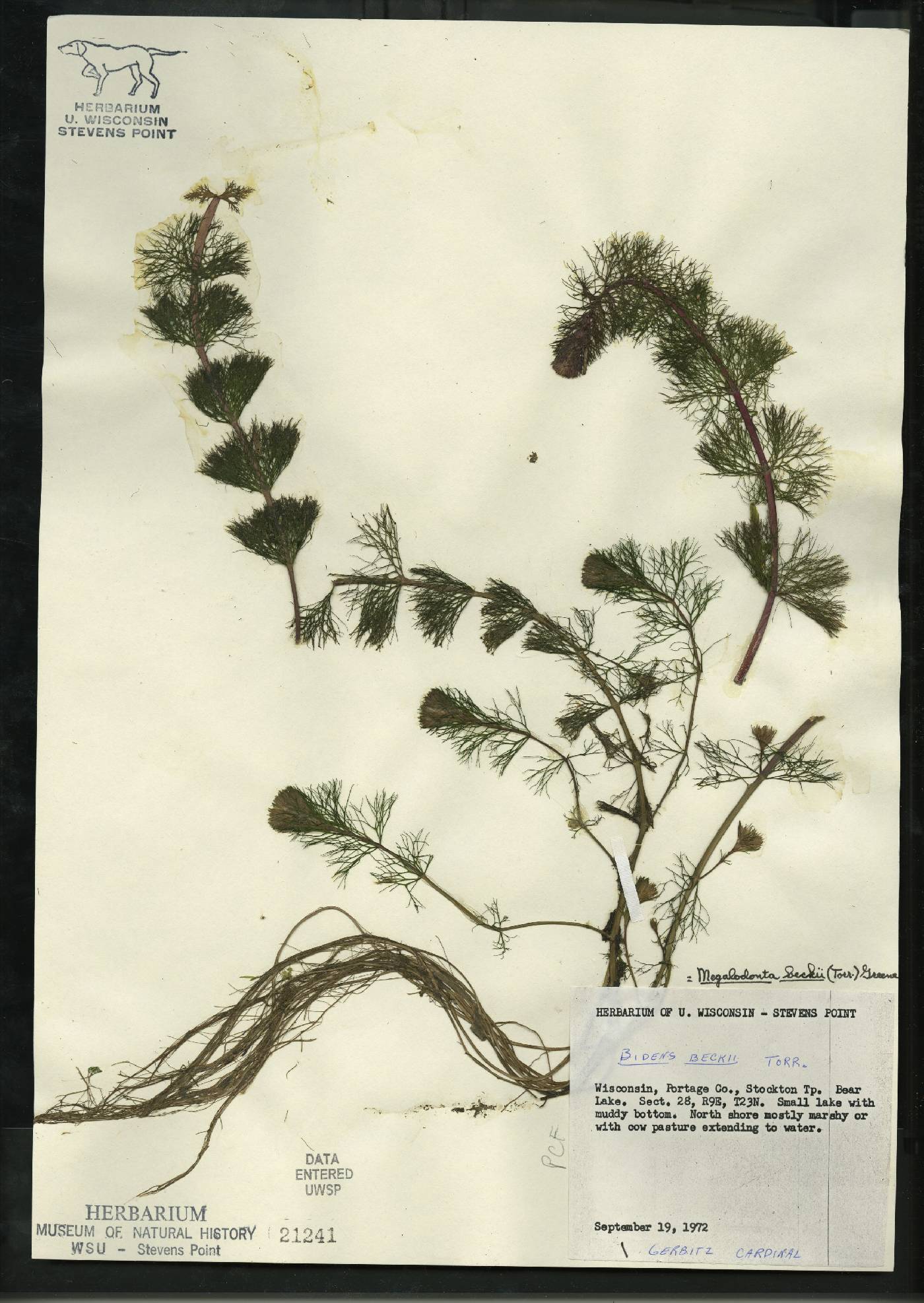 Bidens beckii image
