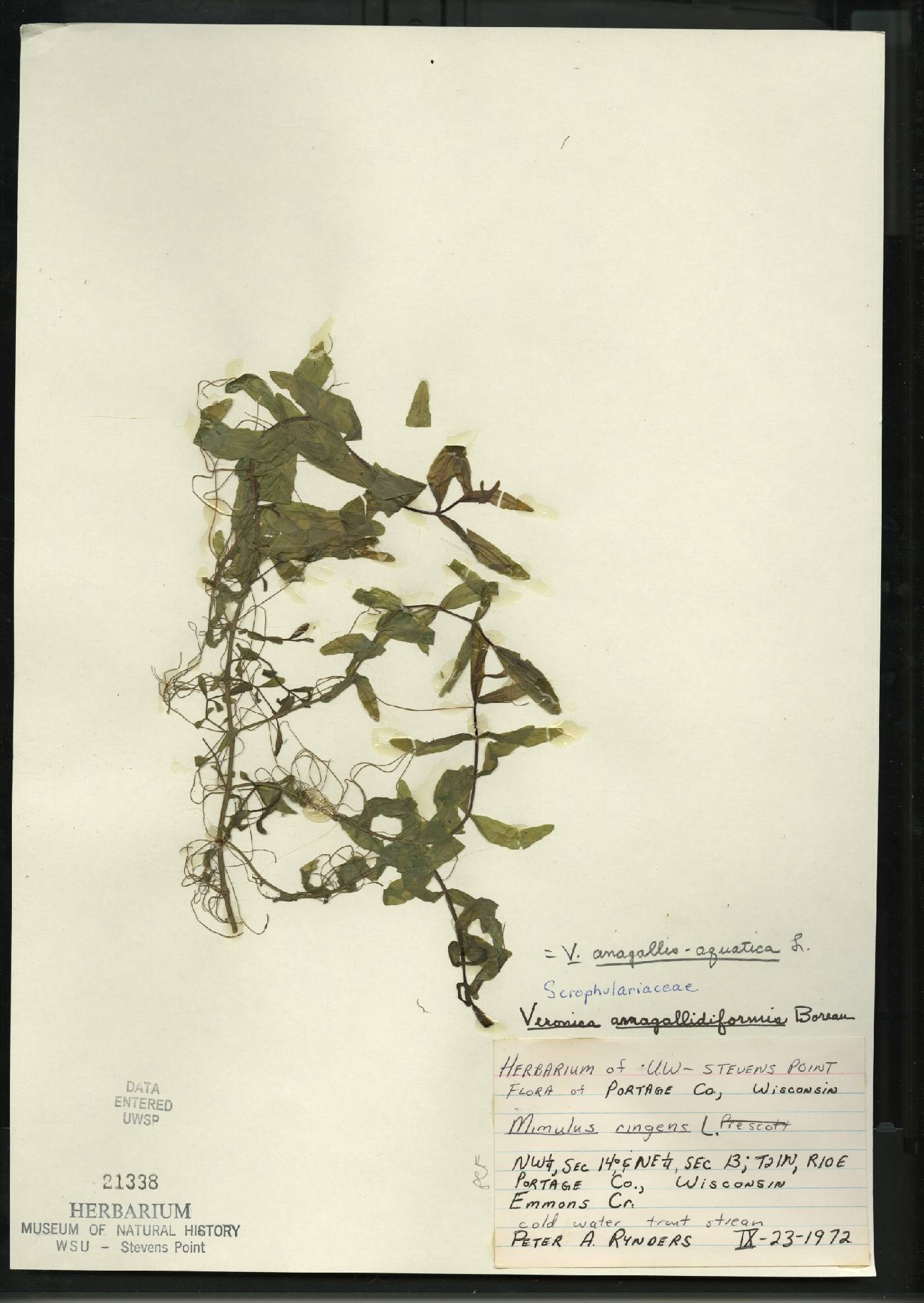 Veronica anagallis-aquatica image