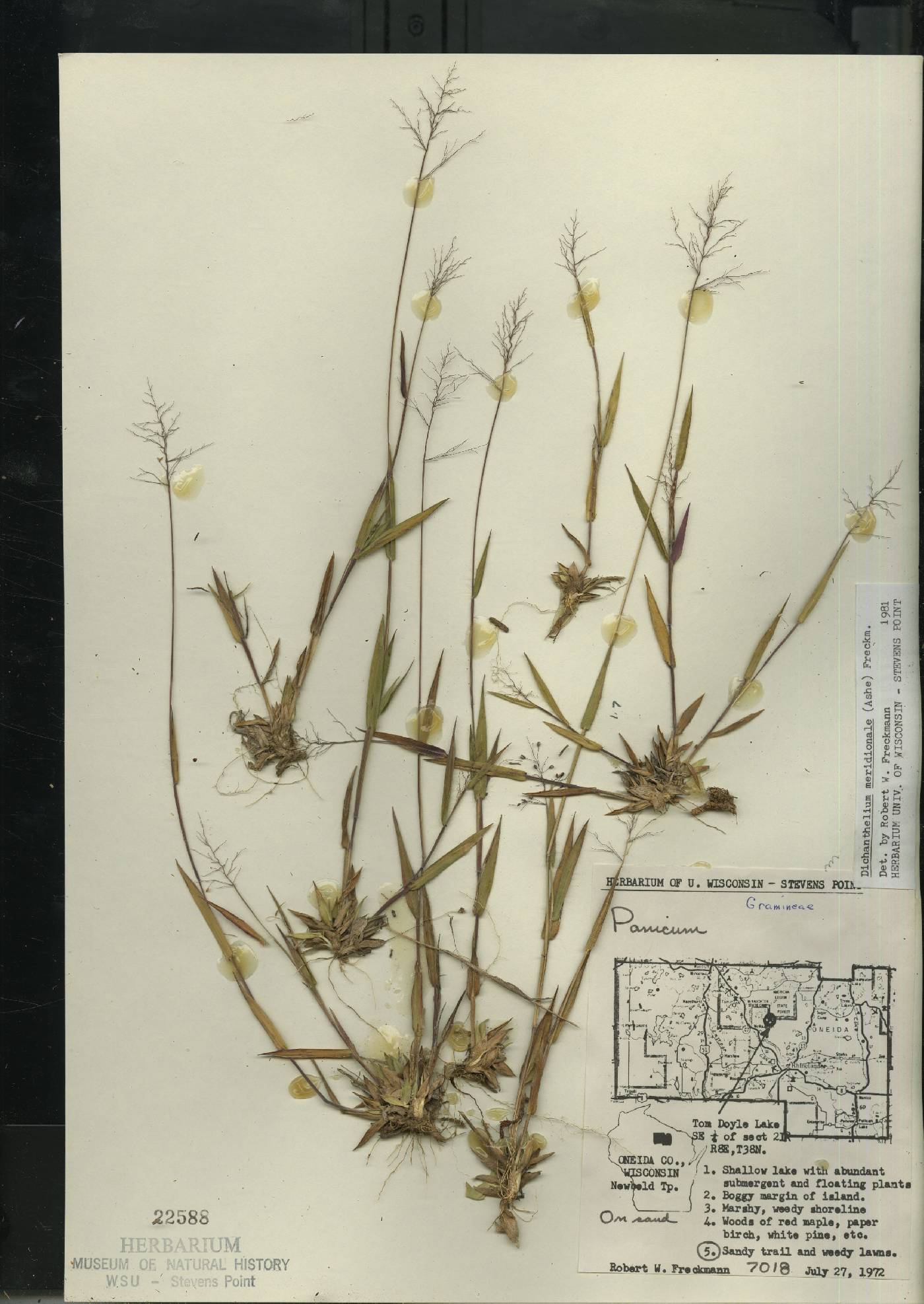 Dichanthelium meridionale image