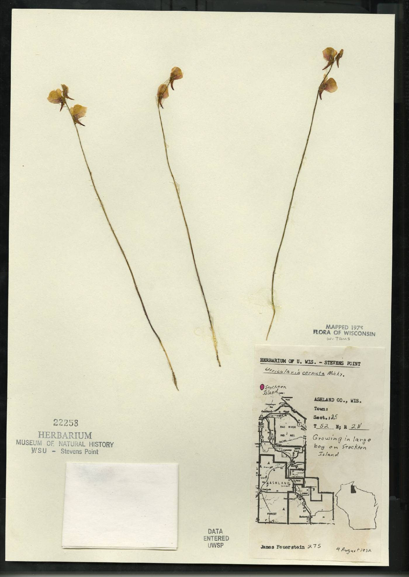 Utricularia cornuta image