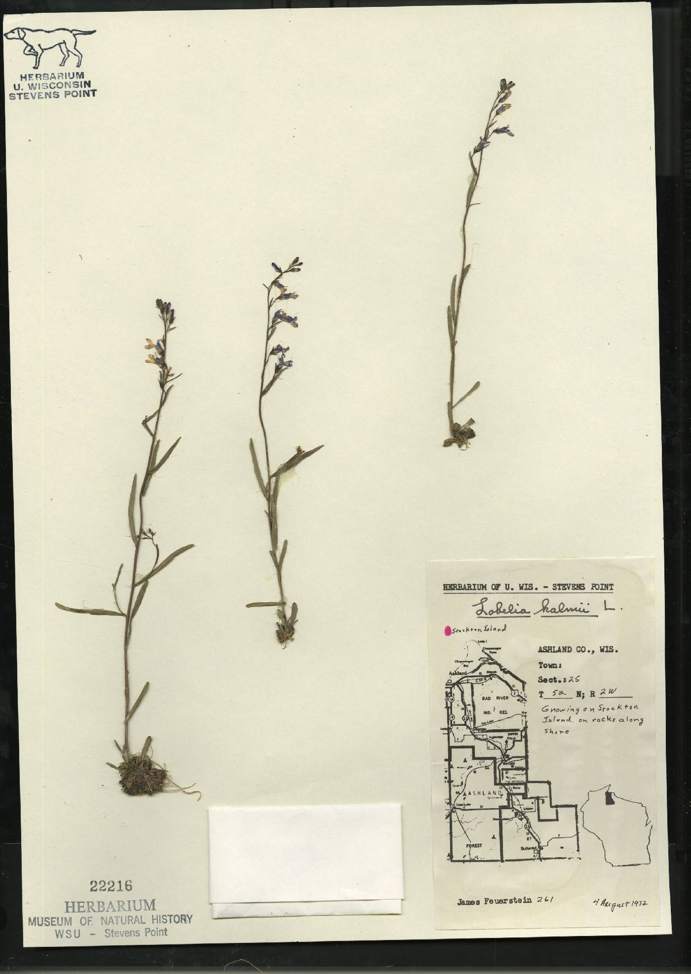 Lobelia kalmii image