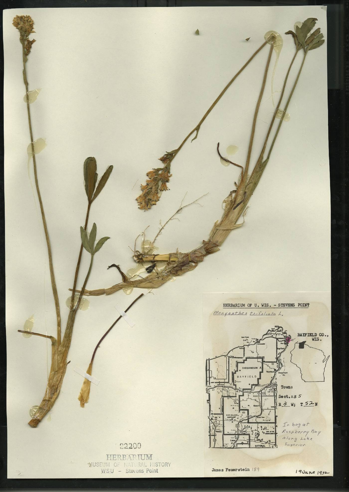 Menyanthes trifoliata image