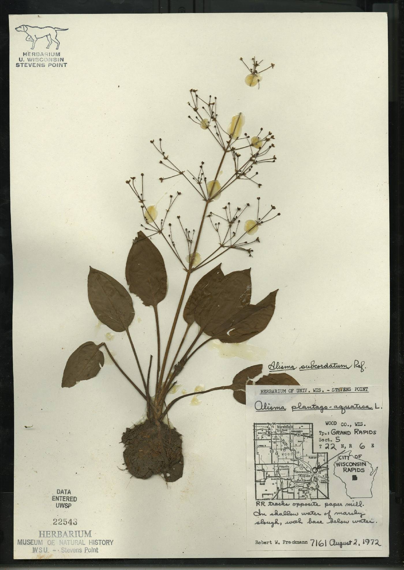 Alisma subcordatum image