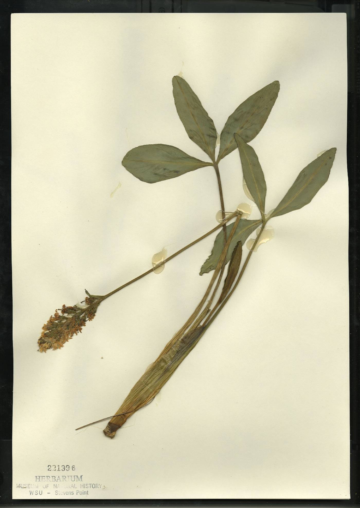 Menyanthes trifoliata image