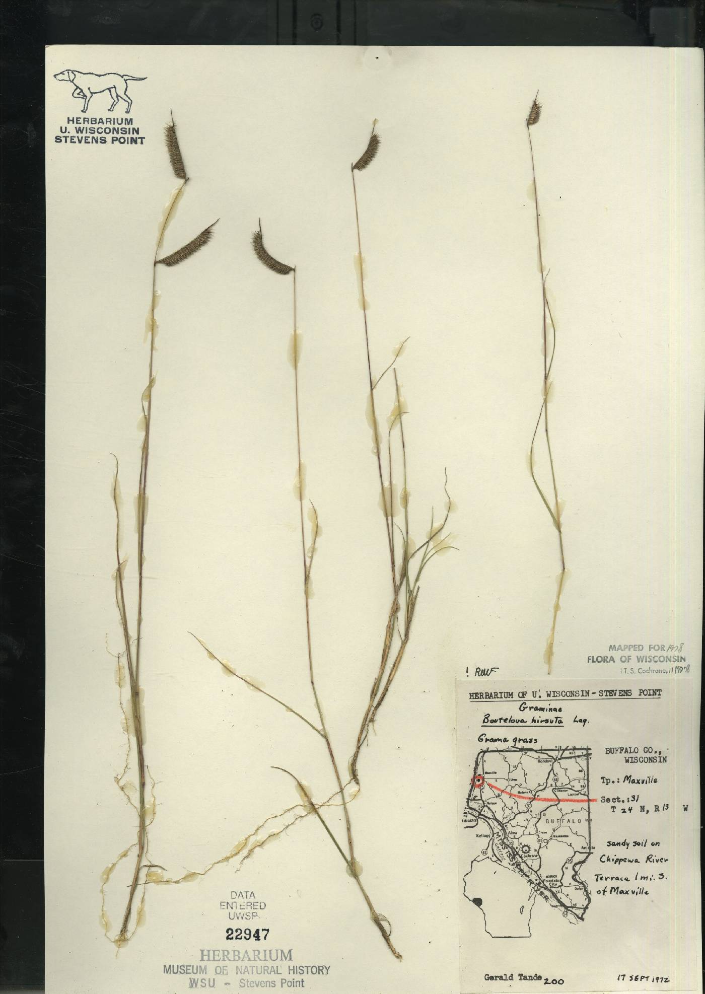Bouteloua hirsuta subsp. hirsuta image