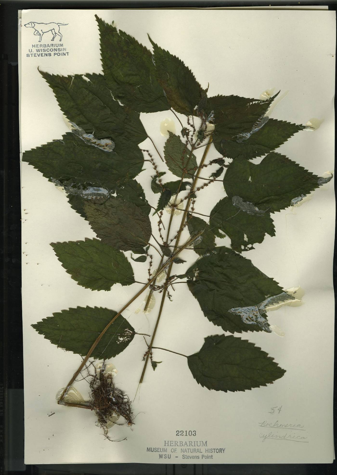 Boehmeria cylindrica image