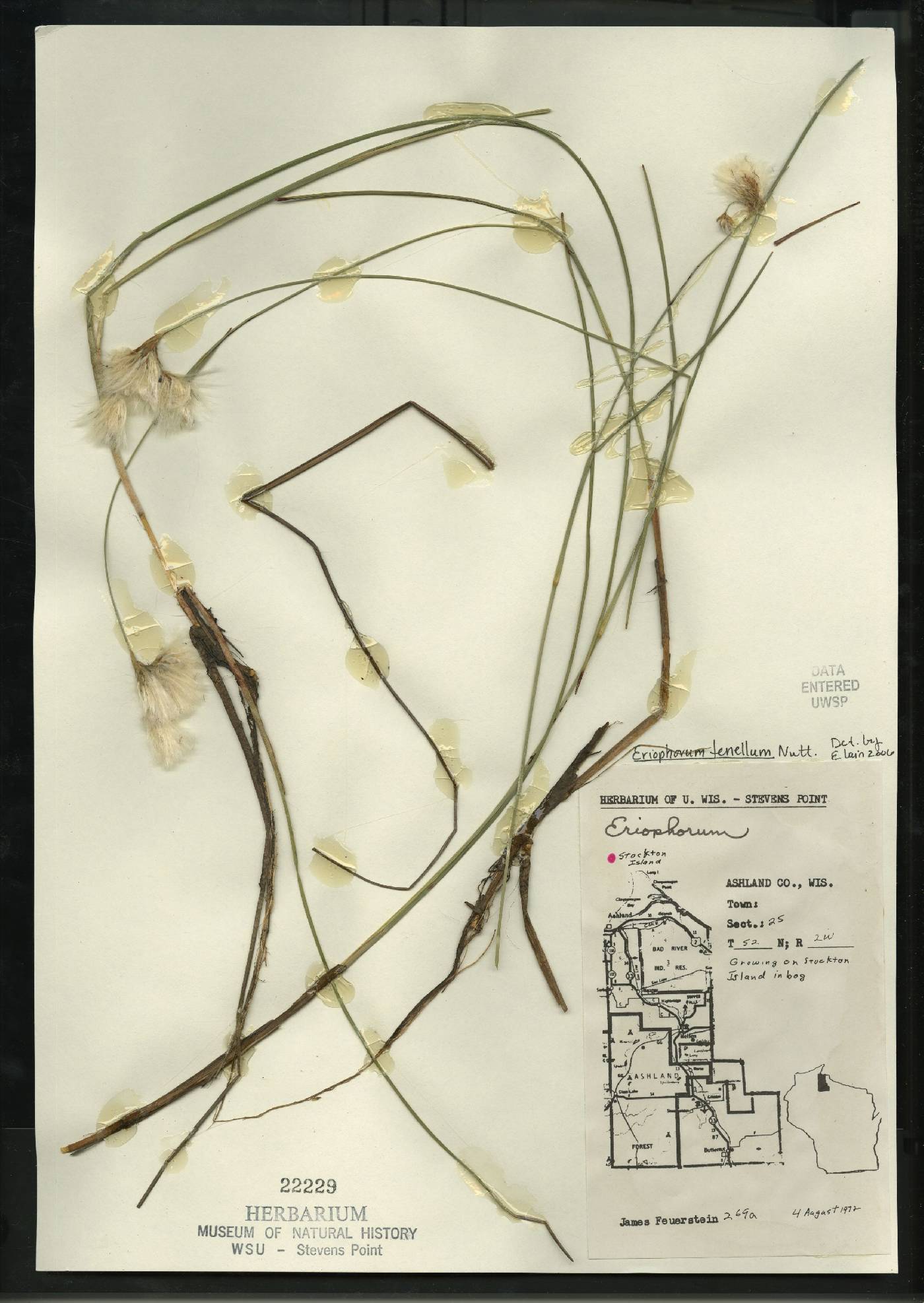 Eriophorum tenellum image