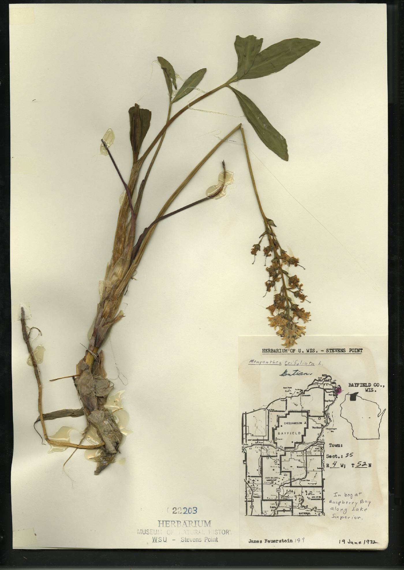 Menyanthes trifoliata image
