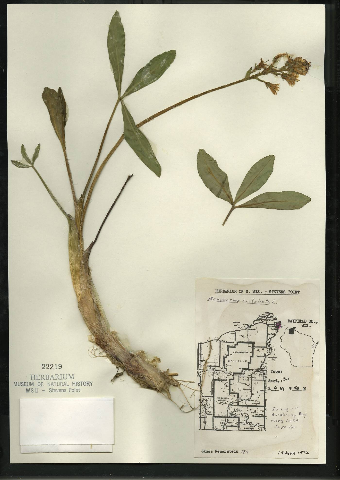 Menyanthes trifoliata image