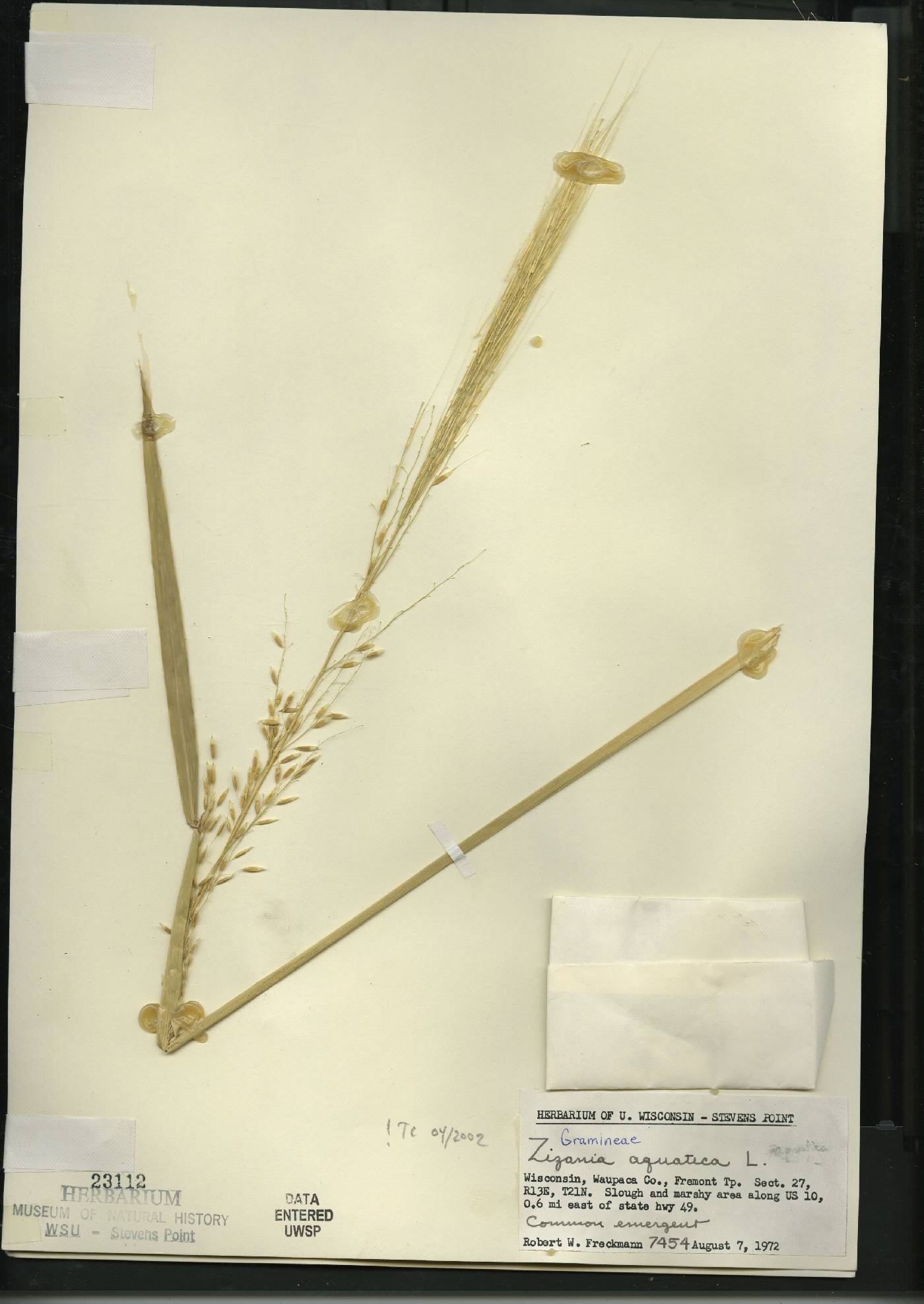 Zizania aquatica image