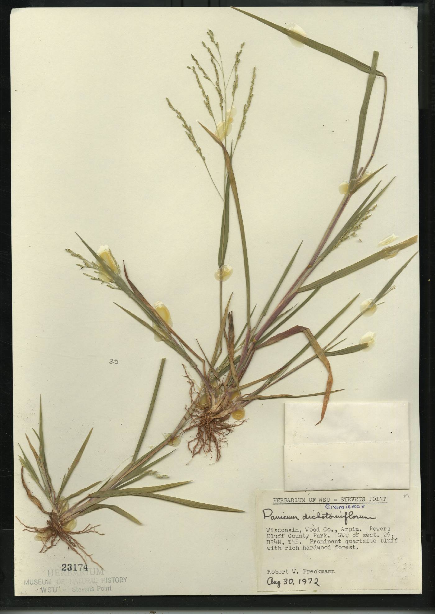 Panicum dichotomiflorum subsp. dichotomiflorum image