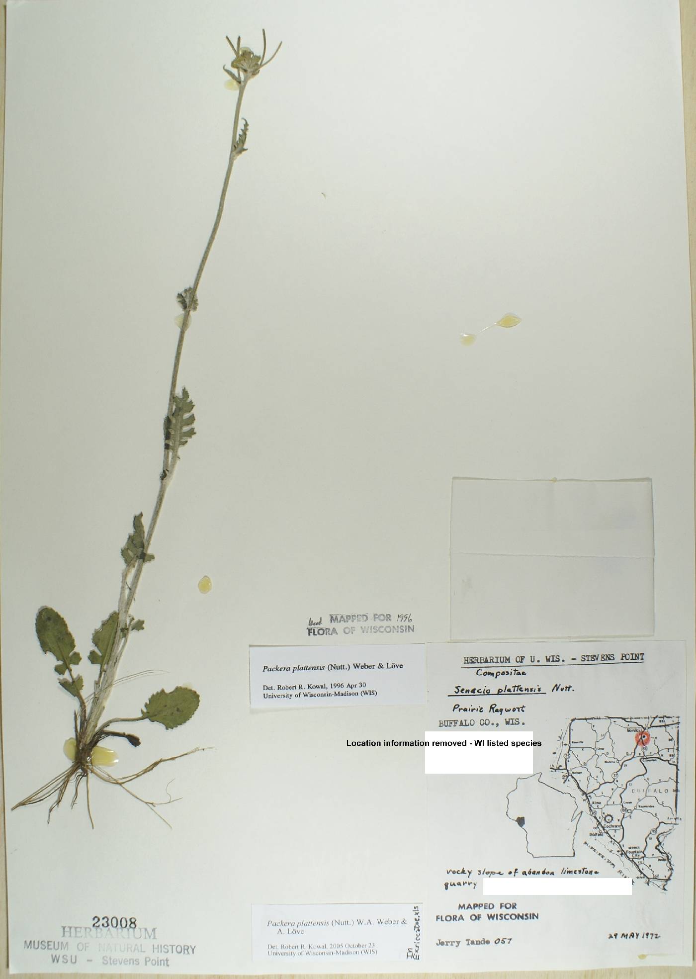 Packera plattensis image