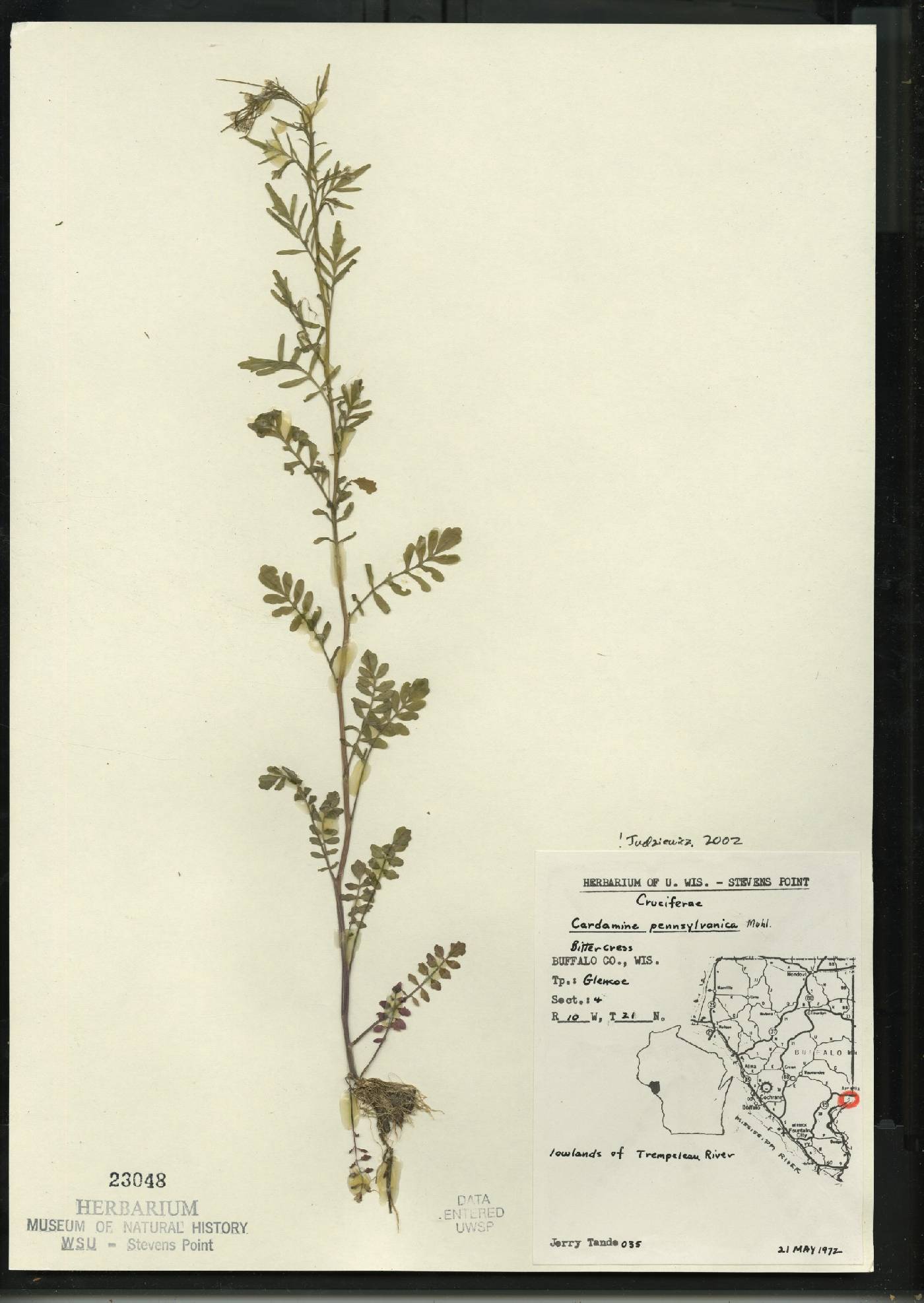 Cardamine pensylvanica image