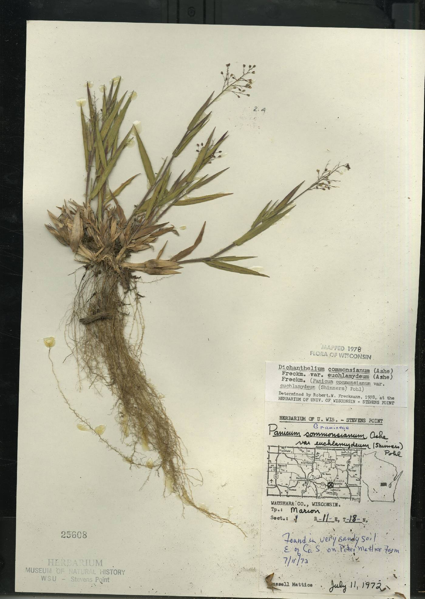 Dichanthelium commonsianum var. euchlamydeum image