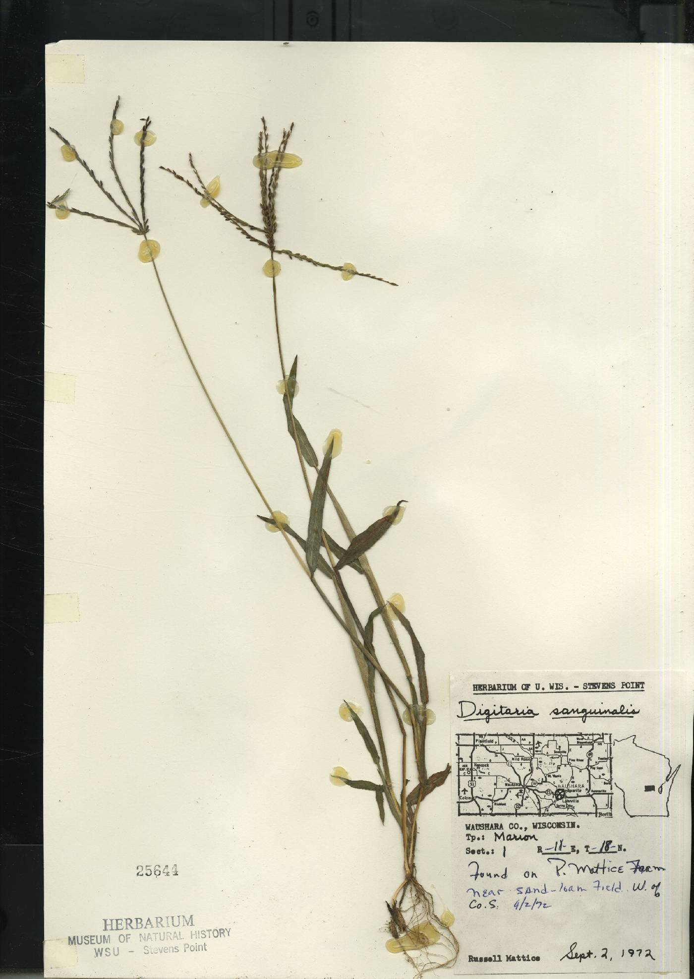 Digitaria sanguinalis image