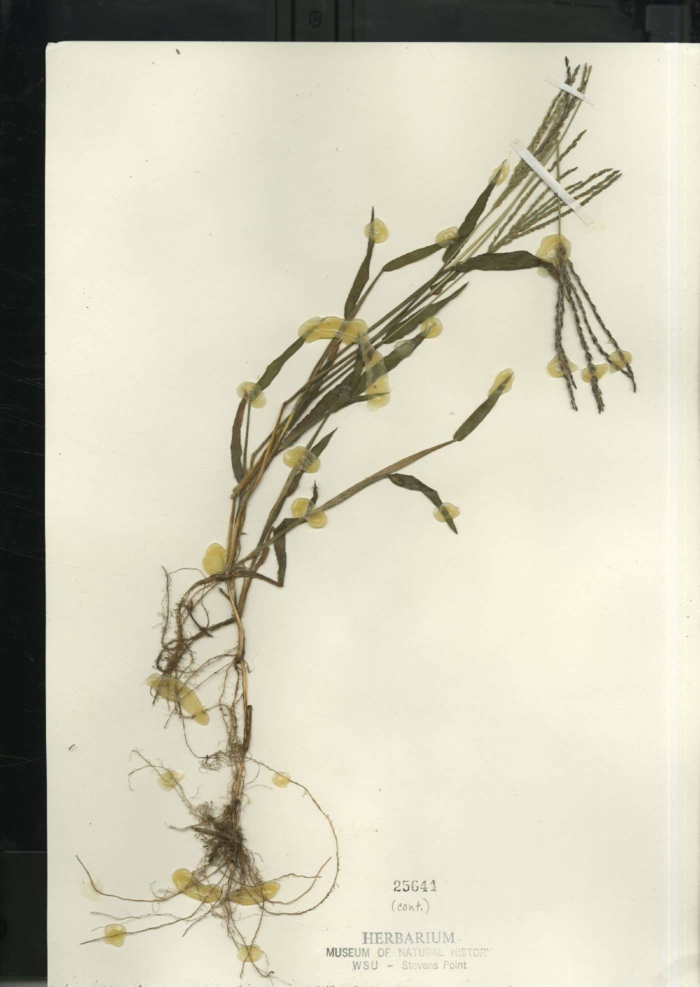 Digitaria sanguinalis image