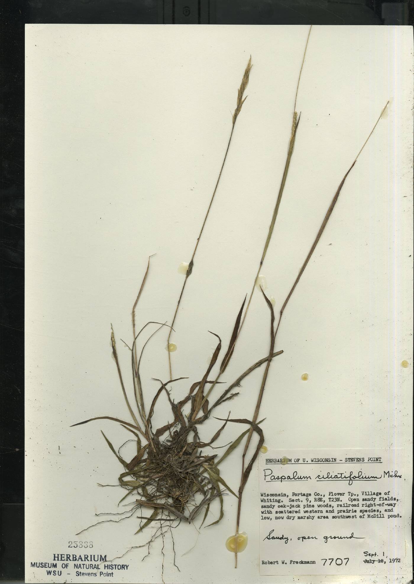 Paspalum setaceum image