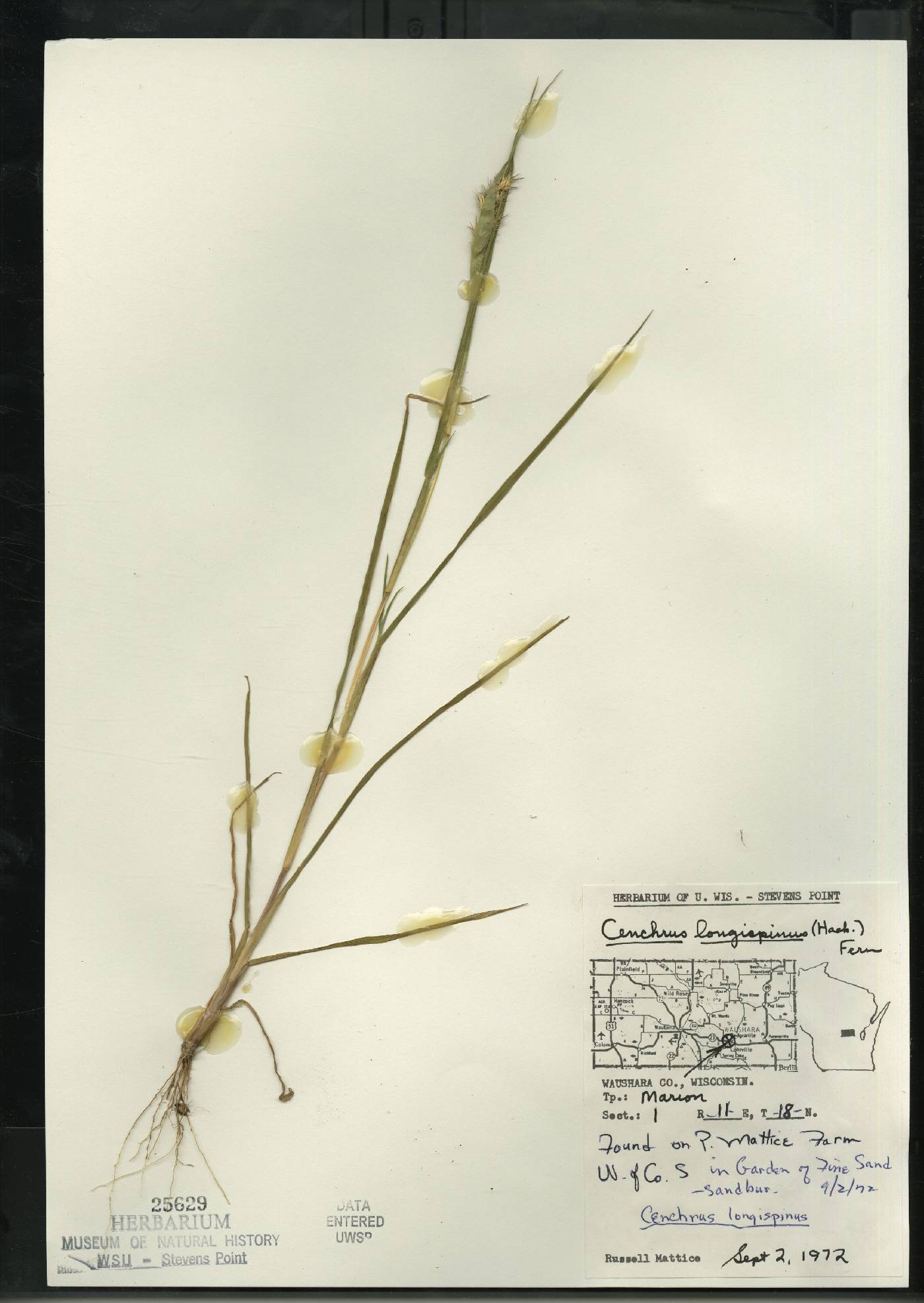 Cenchrus longispinus image